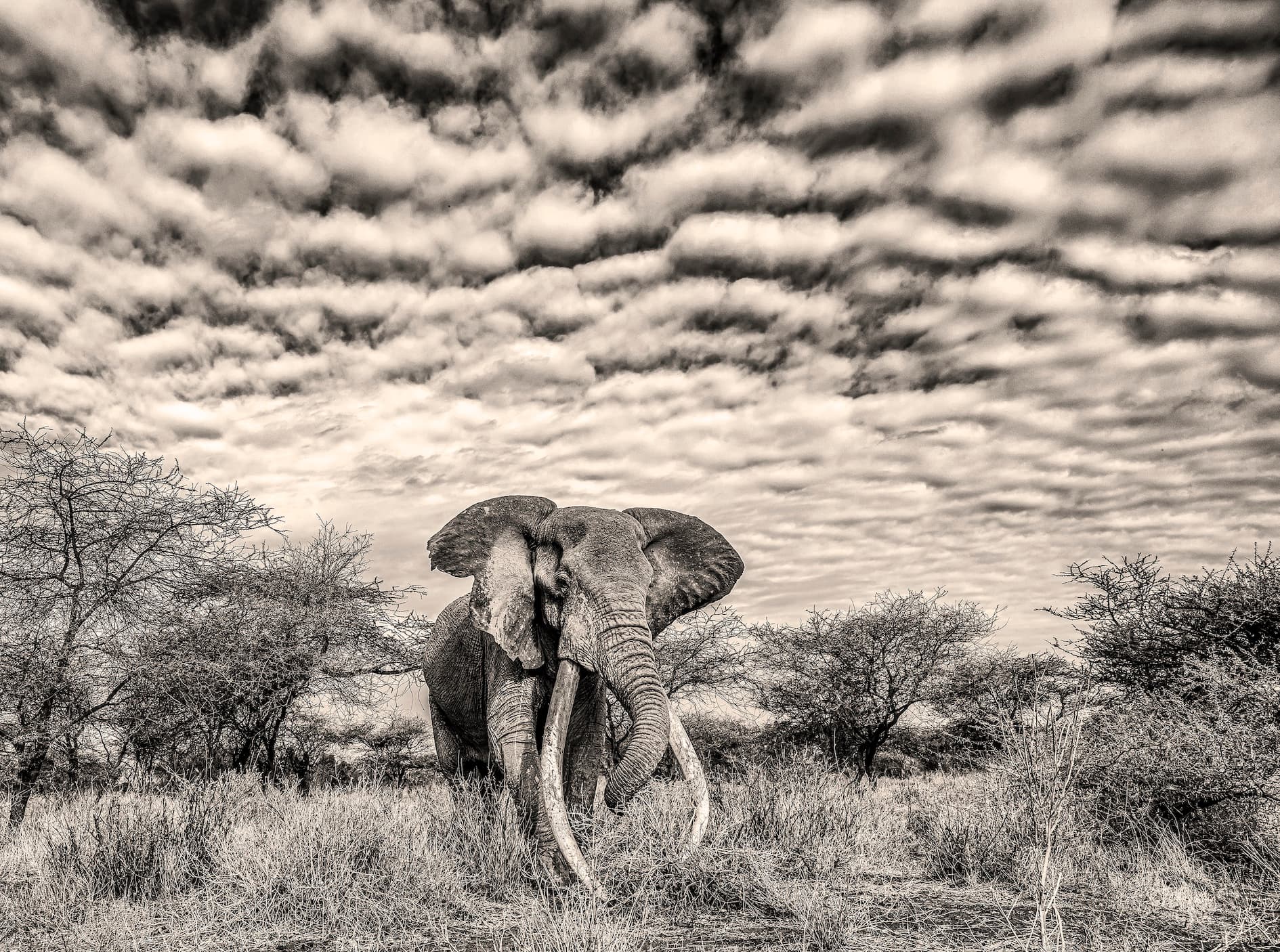 A majestic elephant with enormous tusks stands in a grassy field with sparse trees under a dramatic cloudy sky, rendered in sepia tones.