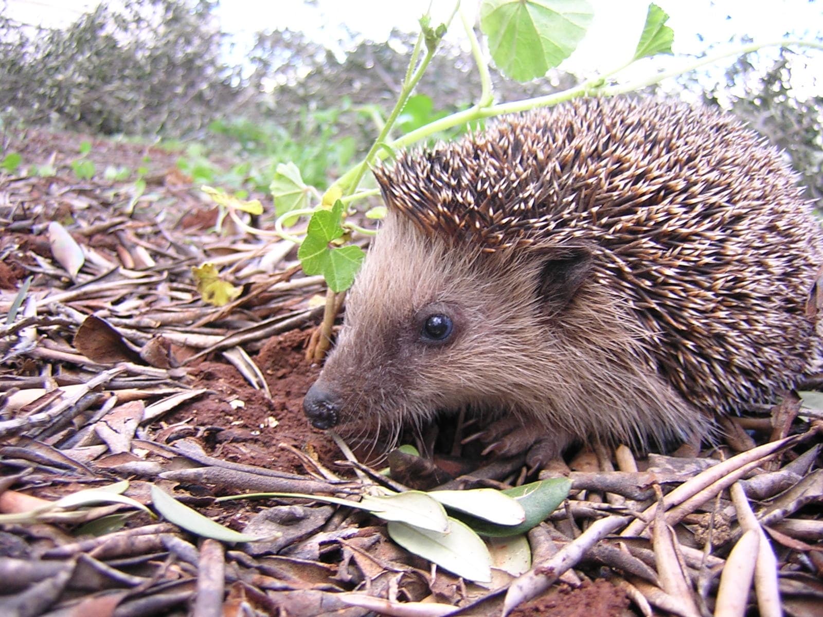 Save Our Hedgehogs