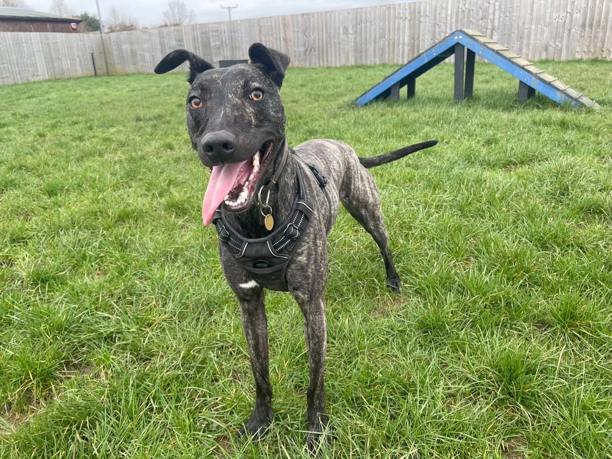 Rescued Whippet Cross Starts 2025 in a Loving New Home After Longest Stay at RSPCA Centre