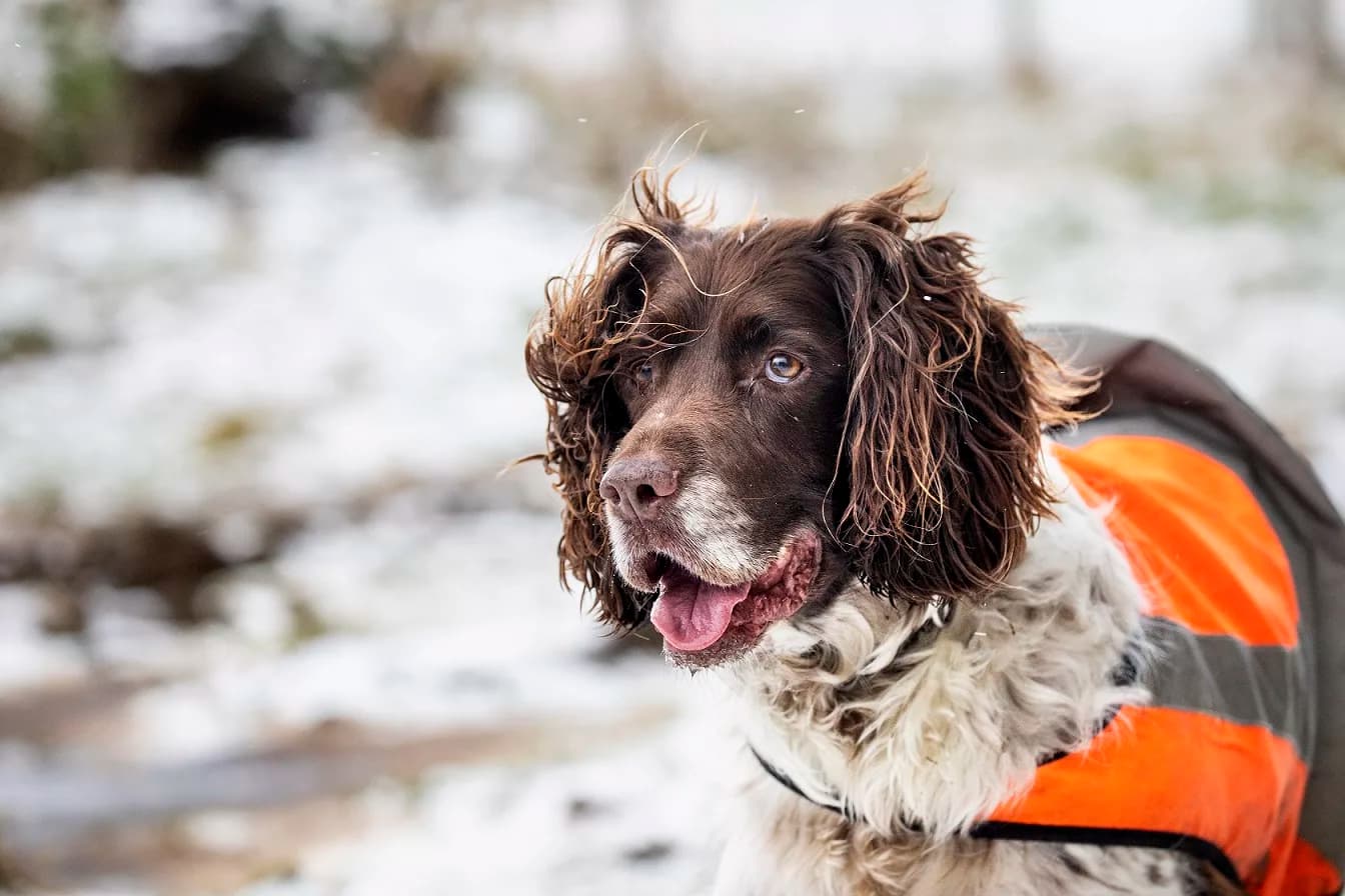 RSPCA Urges Winter Pet Safety as Snow and Ice Warnings Hit the UK