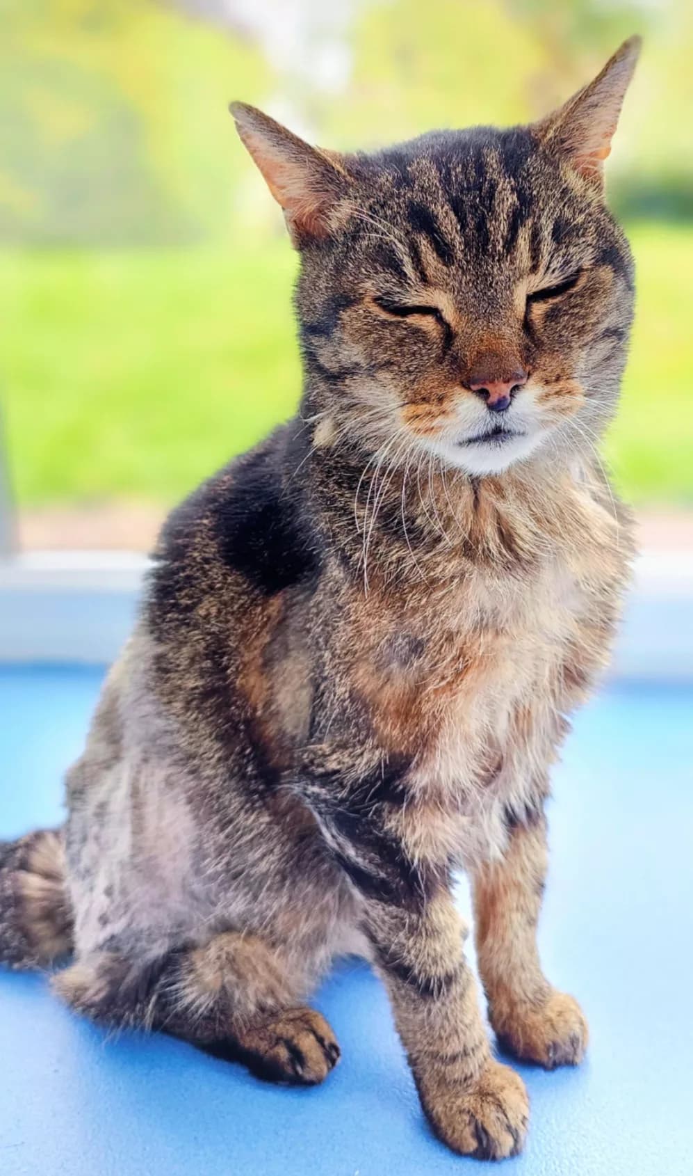Buzz the 20-Year-Old Cat Defies the Odds After a Decade Living Wild in North Yorkshire