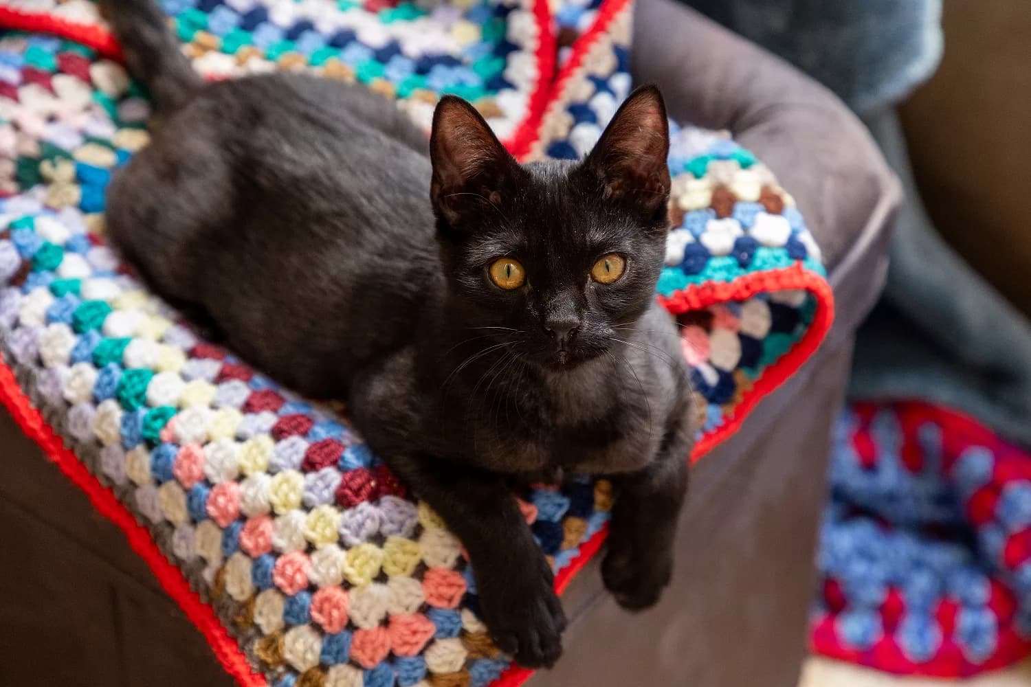 Calling County Durham Crafters: RSPCA Needs Blankets for Struggling Pets