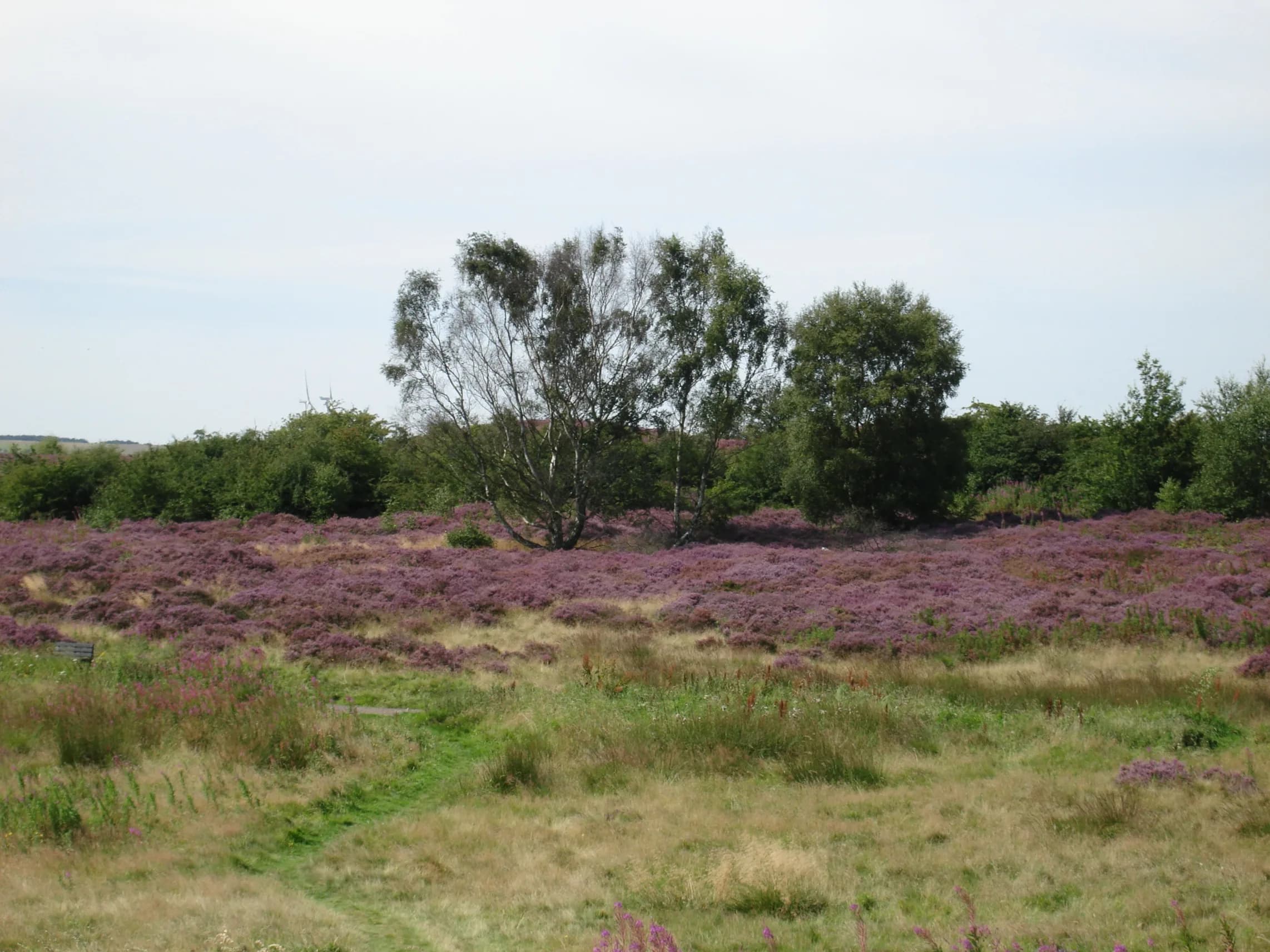 County Durham Residents Invited to Share Views on Heathland Grazing