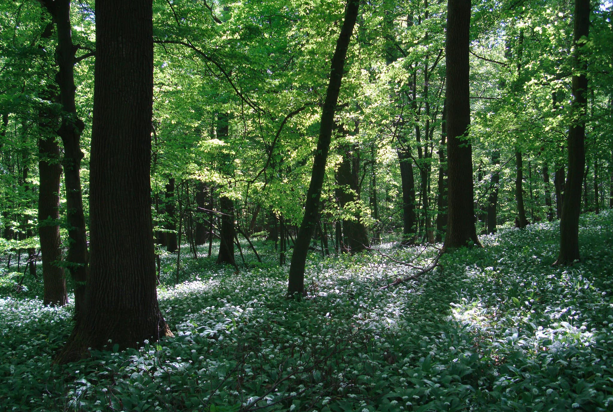 Natural Woodland Cemetery Reopens in Durham