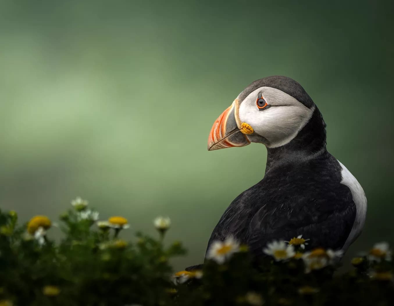 RSPCA Young Photographer Awards Open for Entries in North Yorkshire