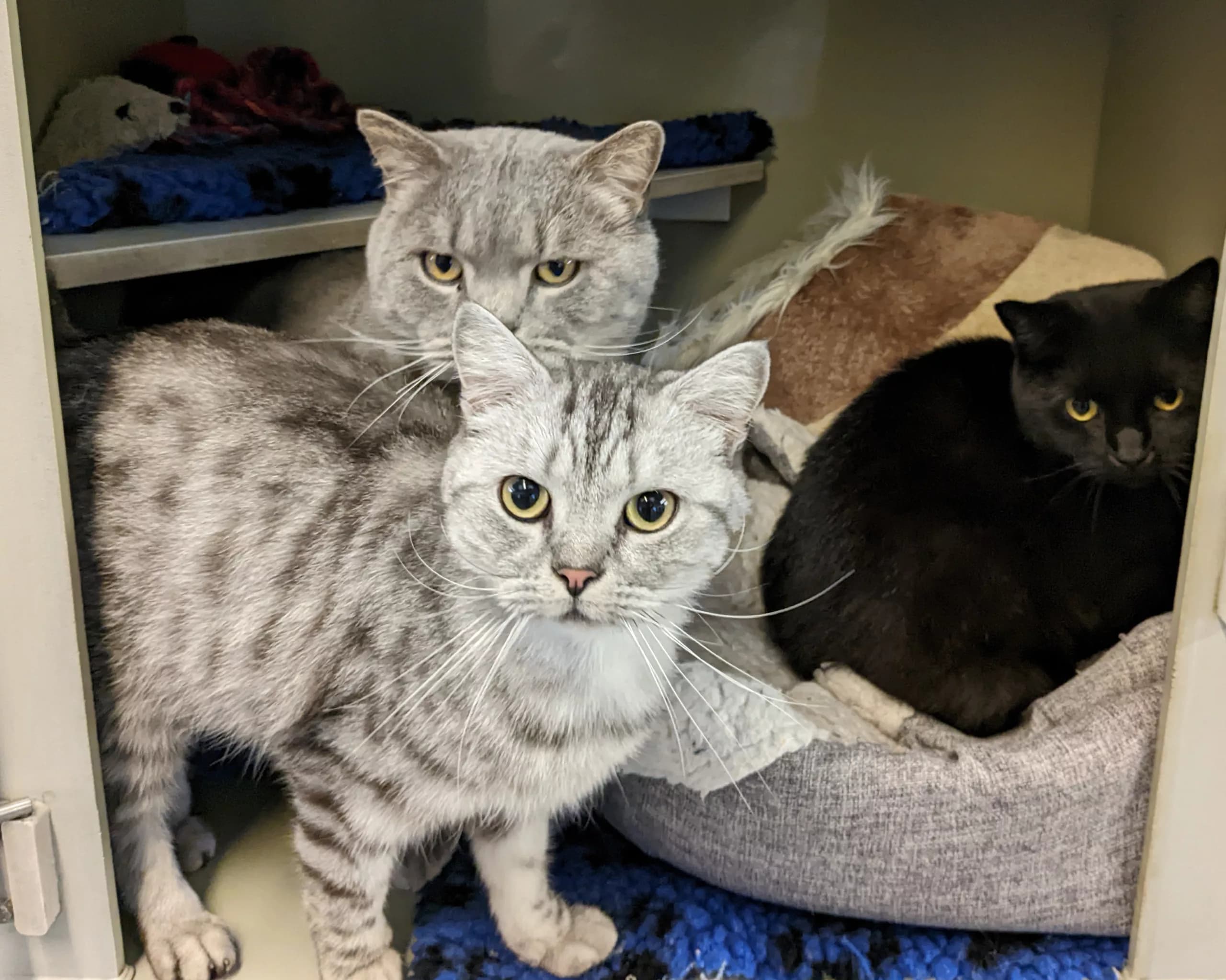 Could You Adopt These Three Best Friends? RSPCA Appeals for a Special Home