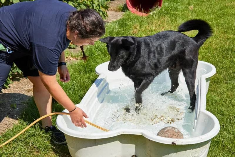 RSPCA Debunks 10 Common Myths About Keeping Pets Cool in a Heatwave