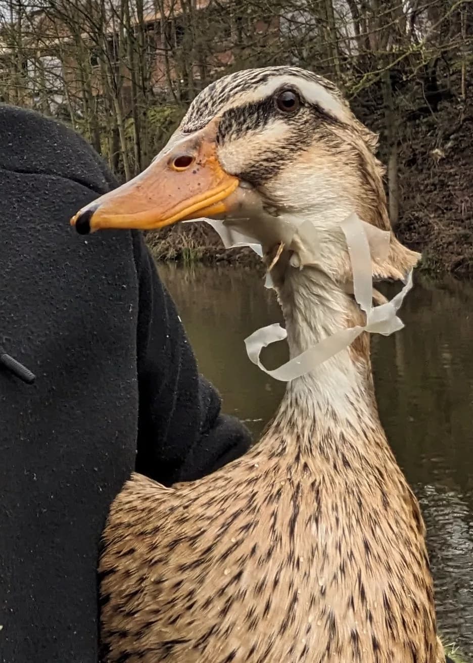 RSPCA Urges Public to Join Litter Pick as Wildlife Suffers from Waste