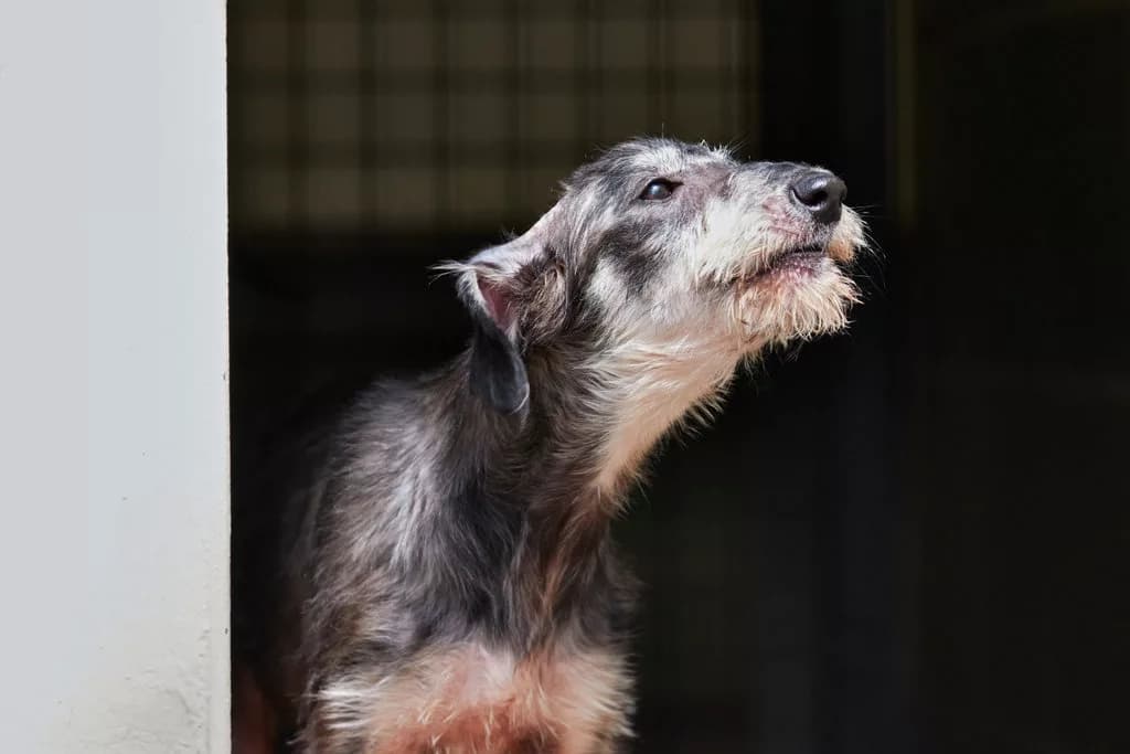 Why Is My Dog Barking? RSPCA Tips for Tackling Excessive Noise This Noise Action Week