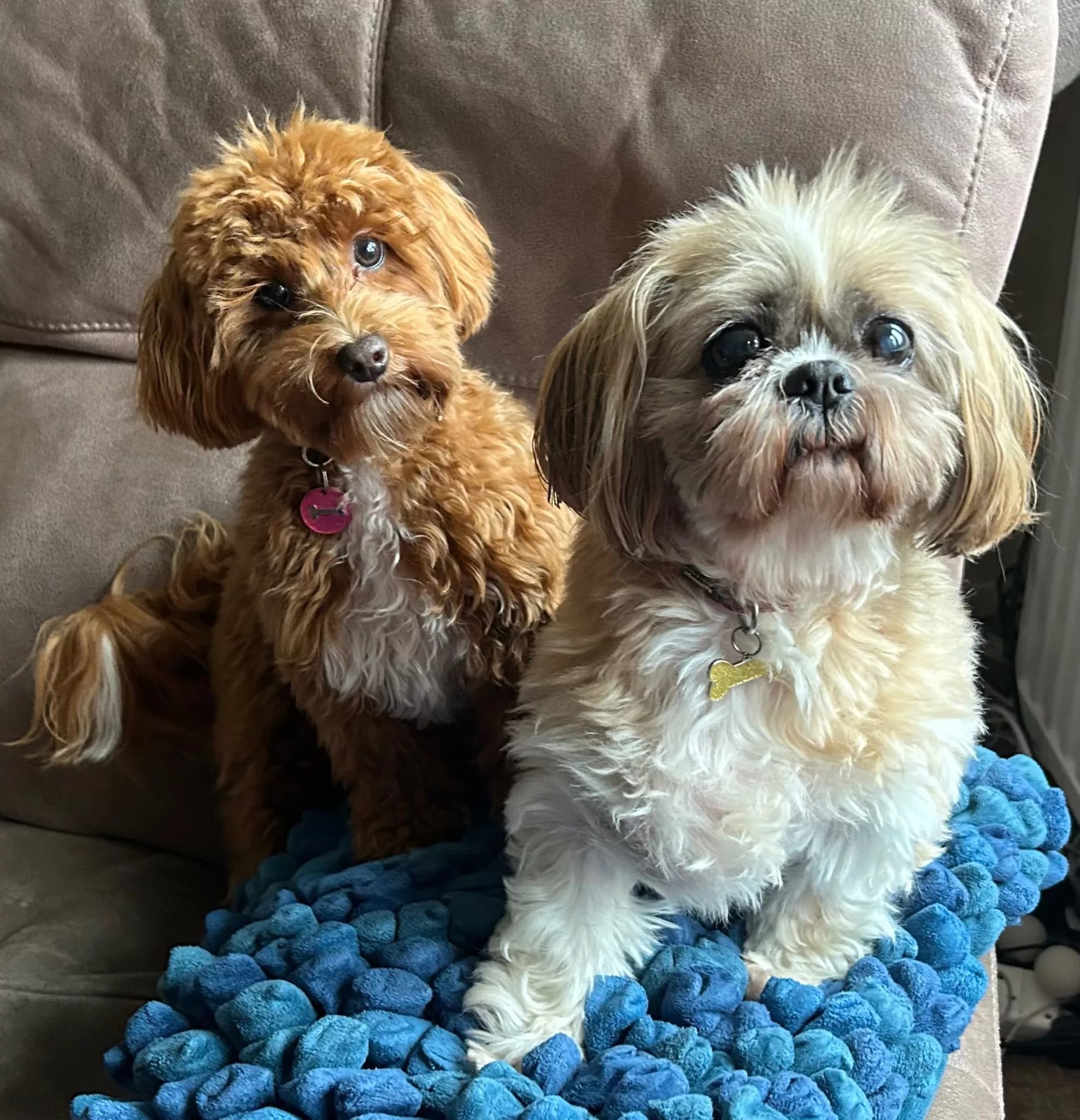 RSPCA Walk to Remember Returns for National Pet Memorial Day