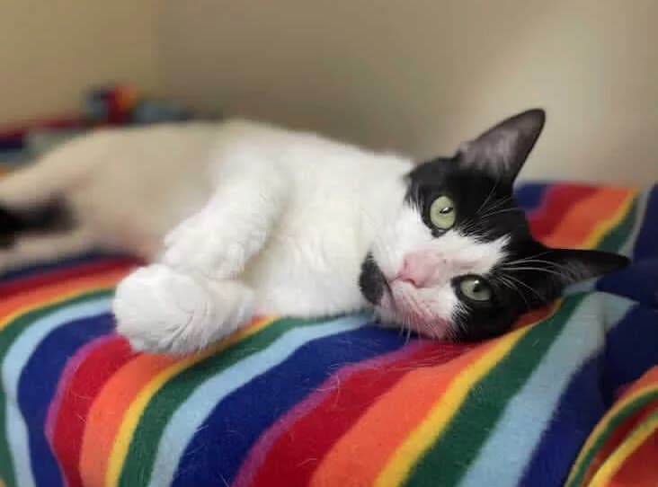 RSPCA’s Busiest Day Reveals Hidden Summer Struggles for Thousands of Animals