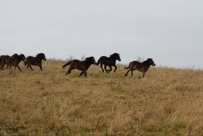 Rare Exmoor Ponies Set up Home in County Durham