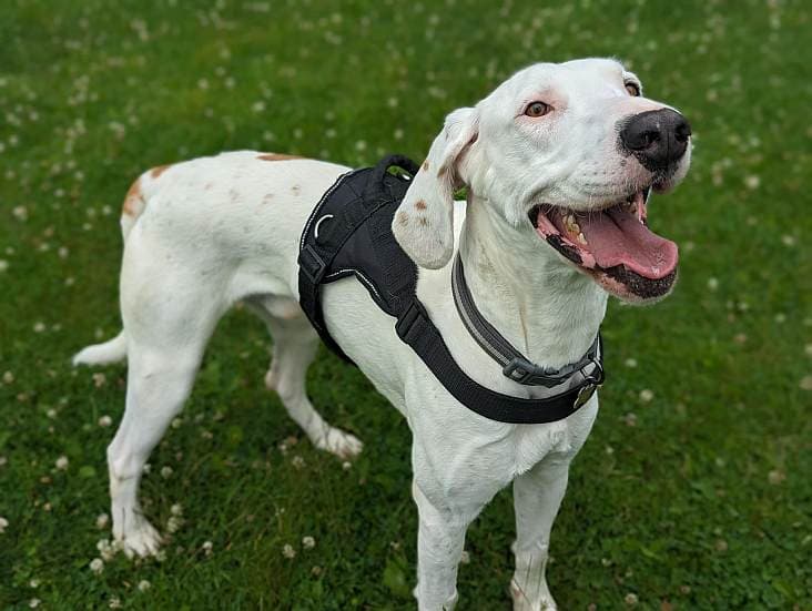 Gabe’s 684-Day Wait: RSPCA Shines a Spotlight on a Loveable Foxhound in Search of a Family