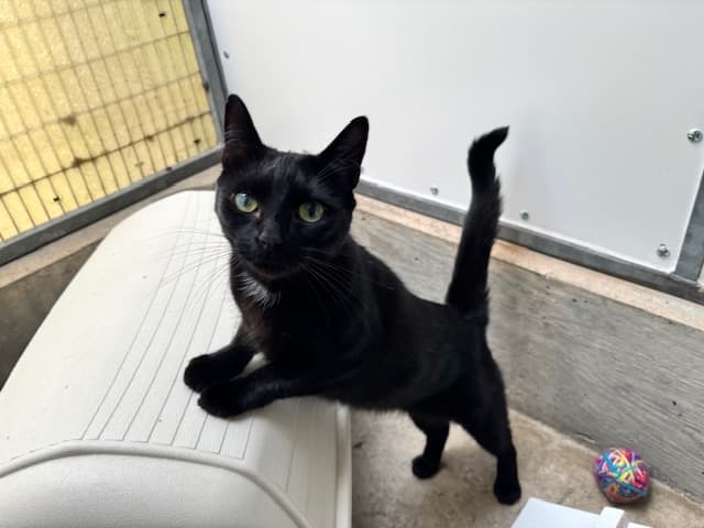 The Journey of Flash and Archie: Overlooked Black Cats Seek Loving Families