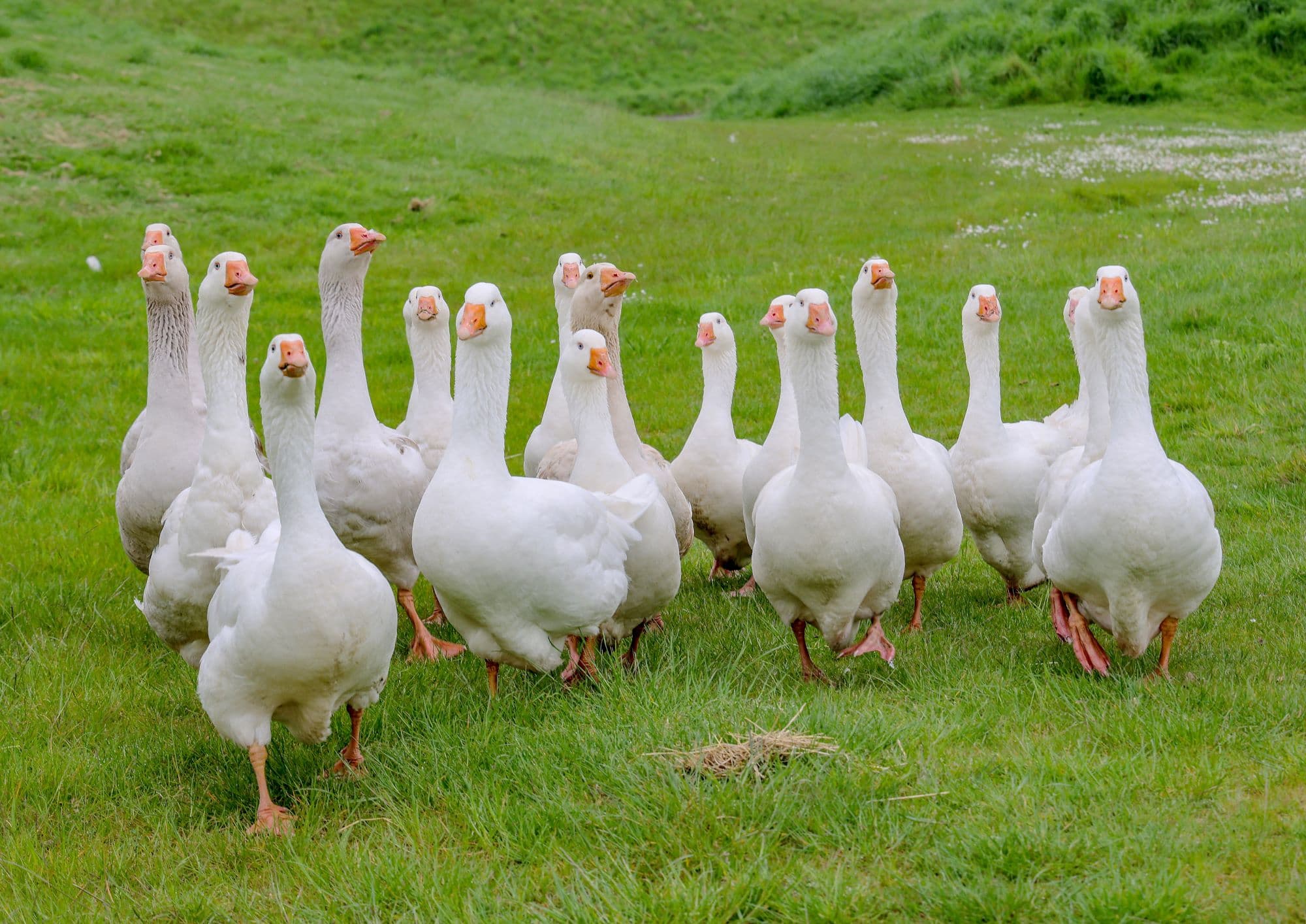 Geese Steal the Show at Kynren’s 2024 Summer Season