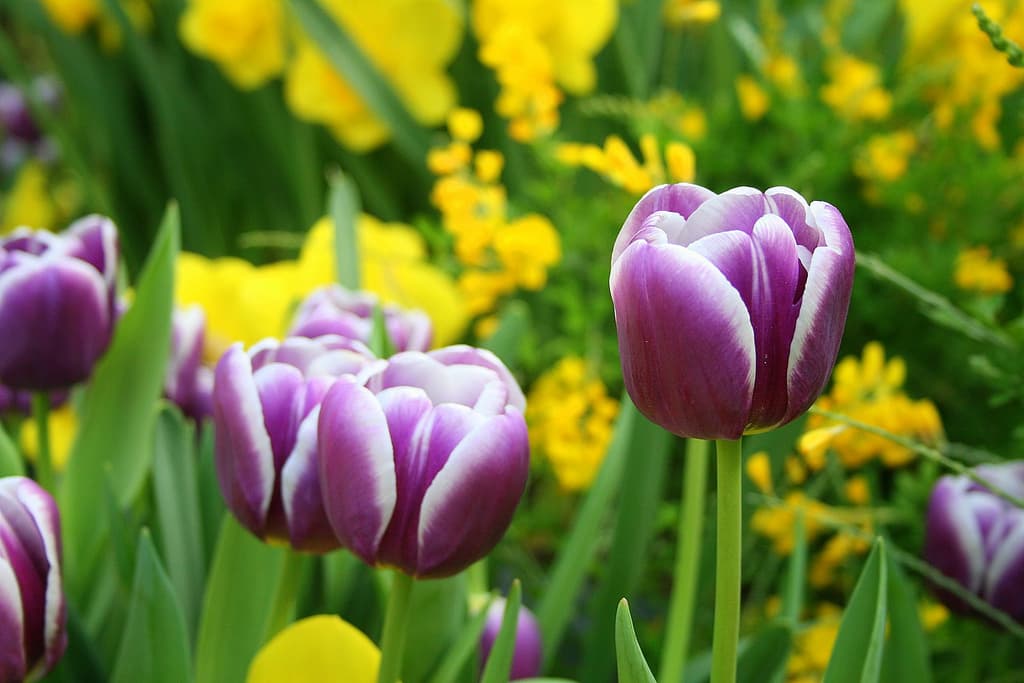 Gardeners Rewarded for Making Durham Such a Bloomin’ Success