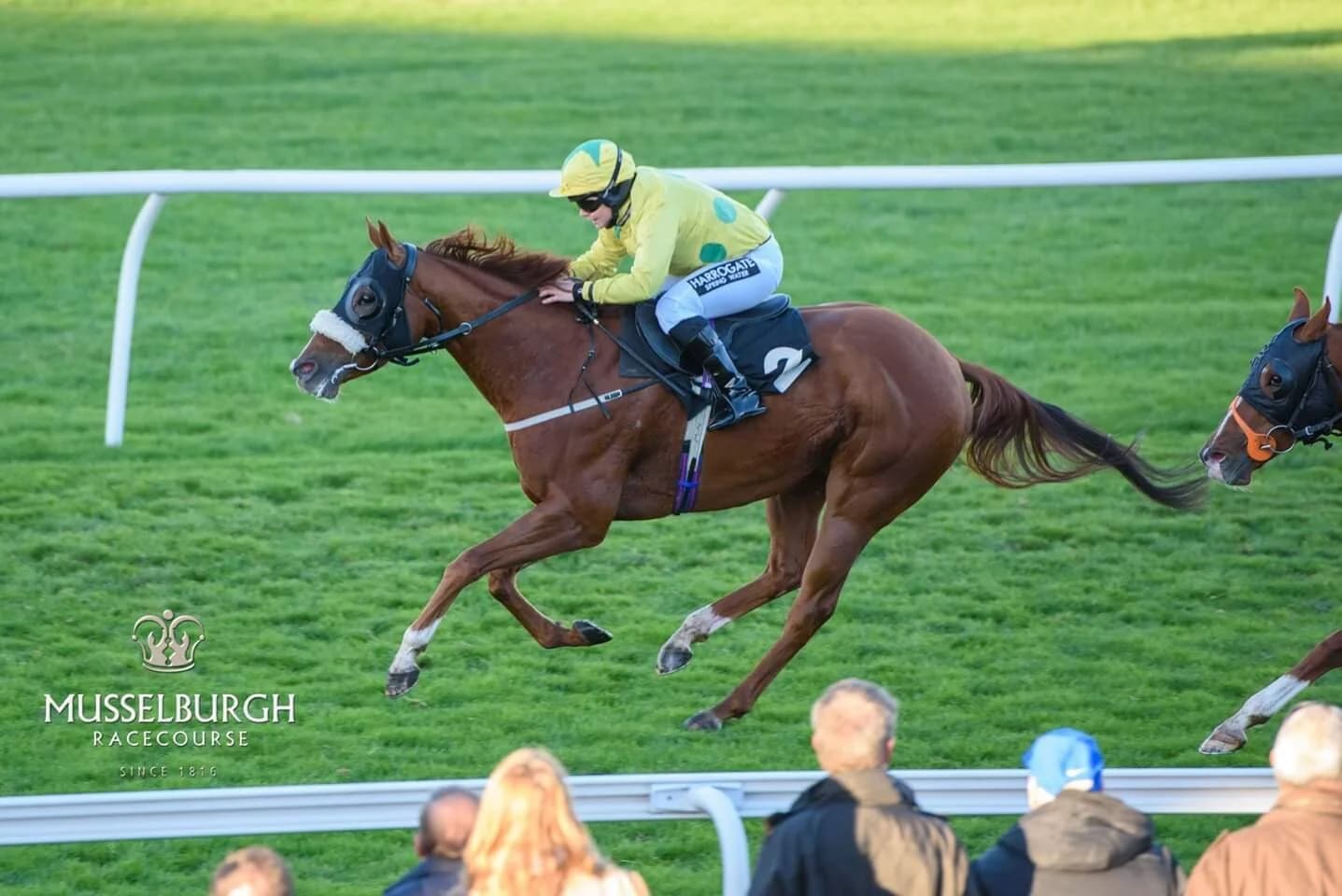 Own a Racehorse with Noel Wilson Racing – Open Day This Sunday!