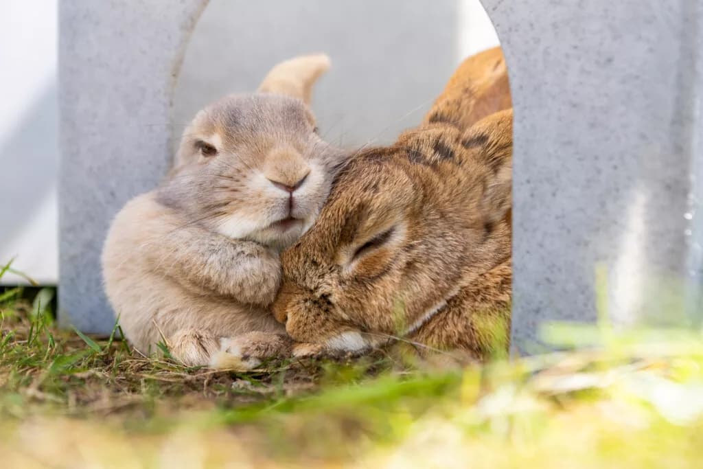 Easter and Your Pets: RSPCA’s Essential Guide to a Safe Celebration