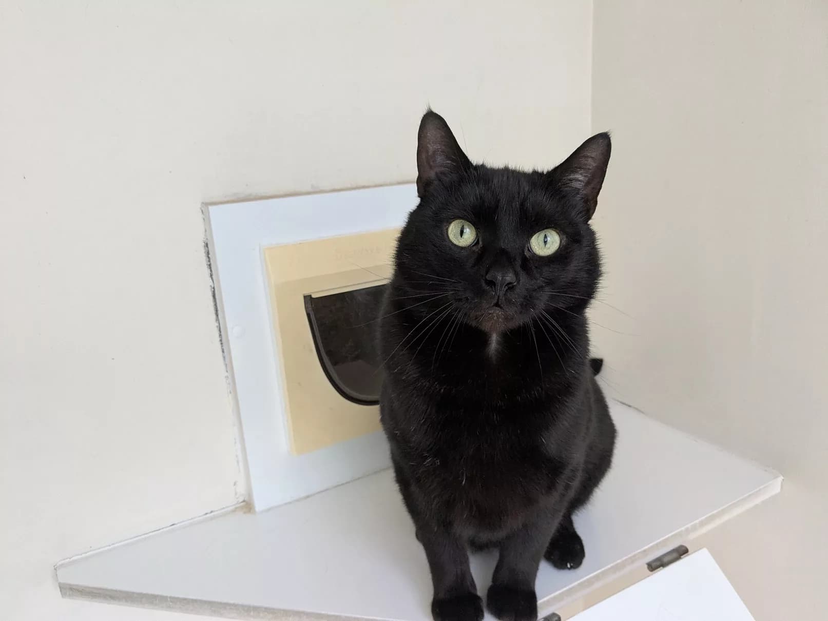 Nico, Humbug and Sweetie Pie: Rescued Cats Still Waiting for a Second Chance