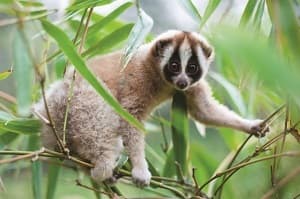 Many Primates at Risk of Extinction, Durham University Academic Says