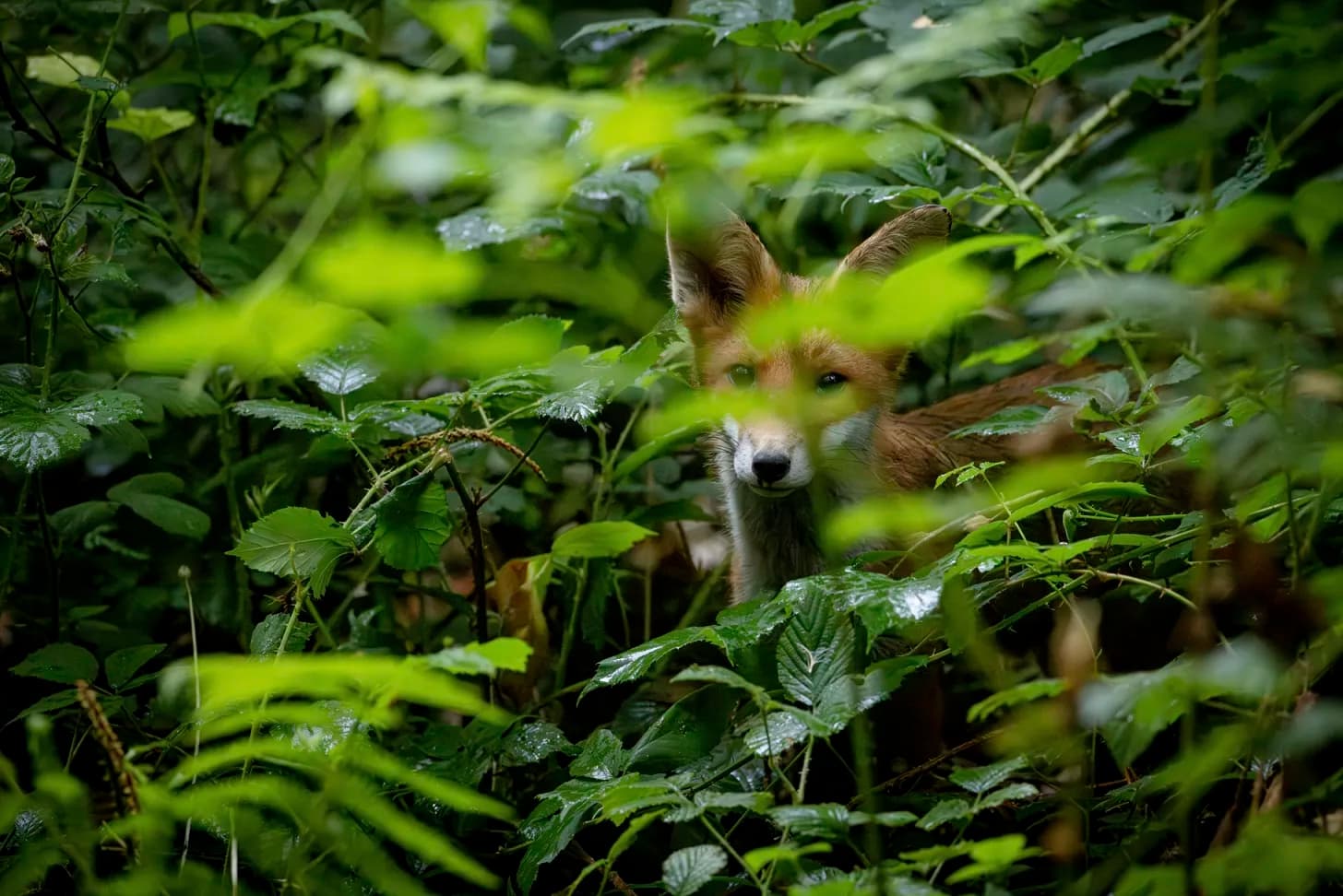 RSPCA Launches Summer of Kindness to Celebrate Sir David Attenborough’s 100th Birthday