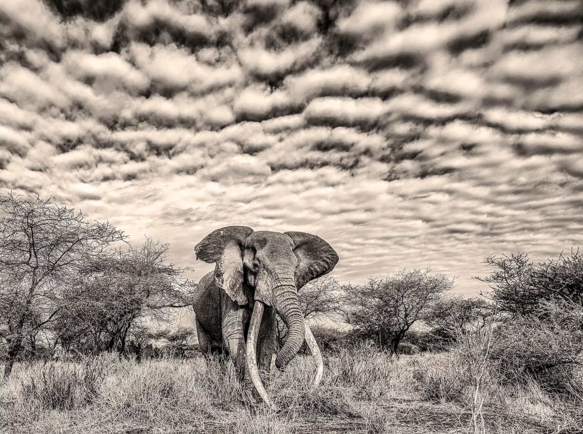 Bishop Auckland Photographer Showcases Stunning African Wildlife Images at Gallerina