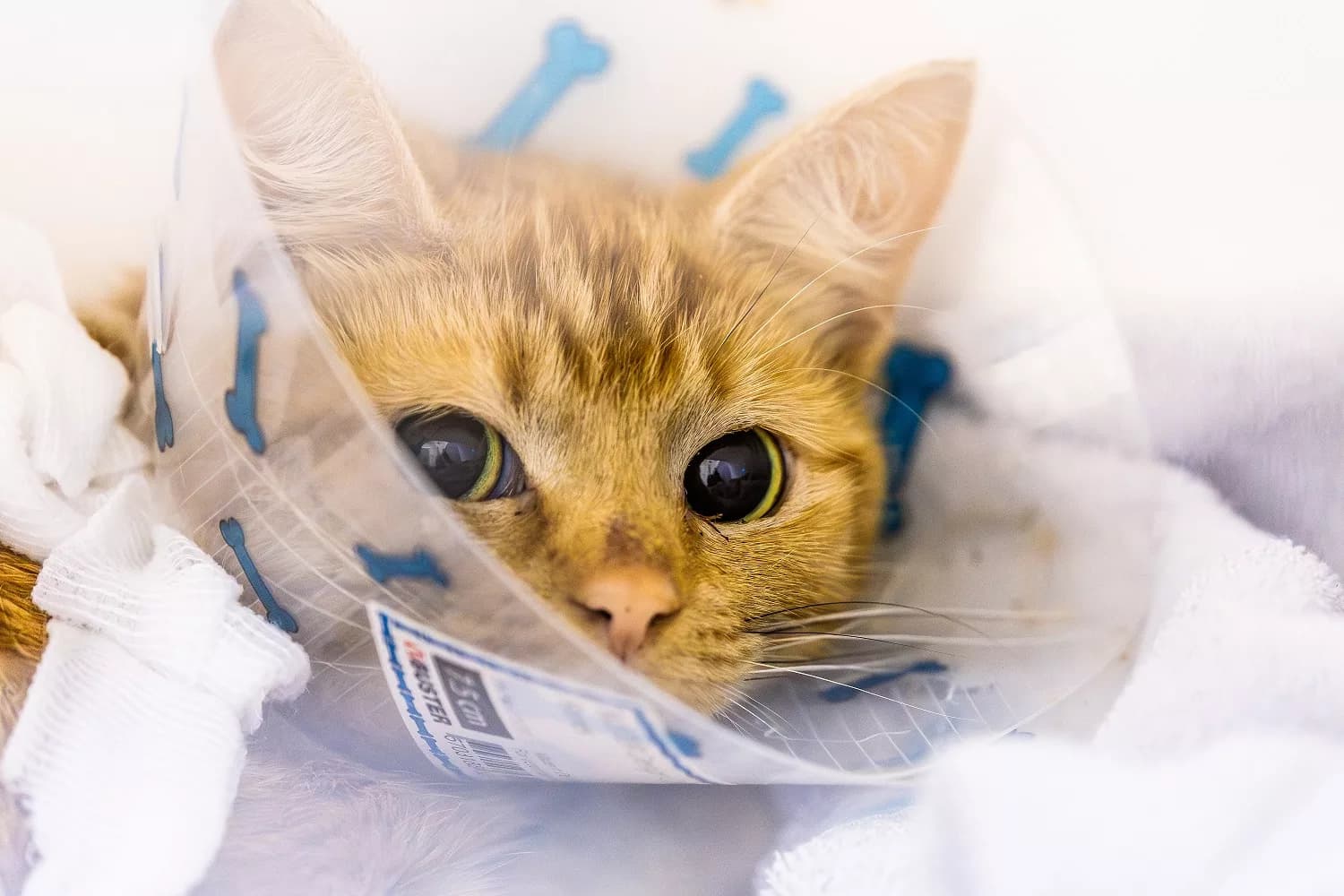 Surge in Cats Sparks Neutering Call from RSPCA This World Spay Day