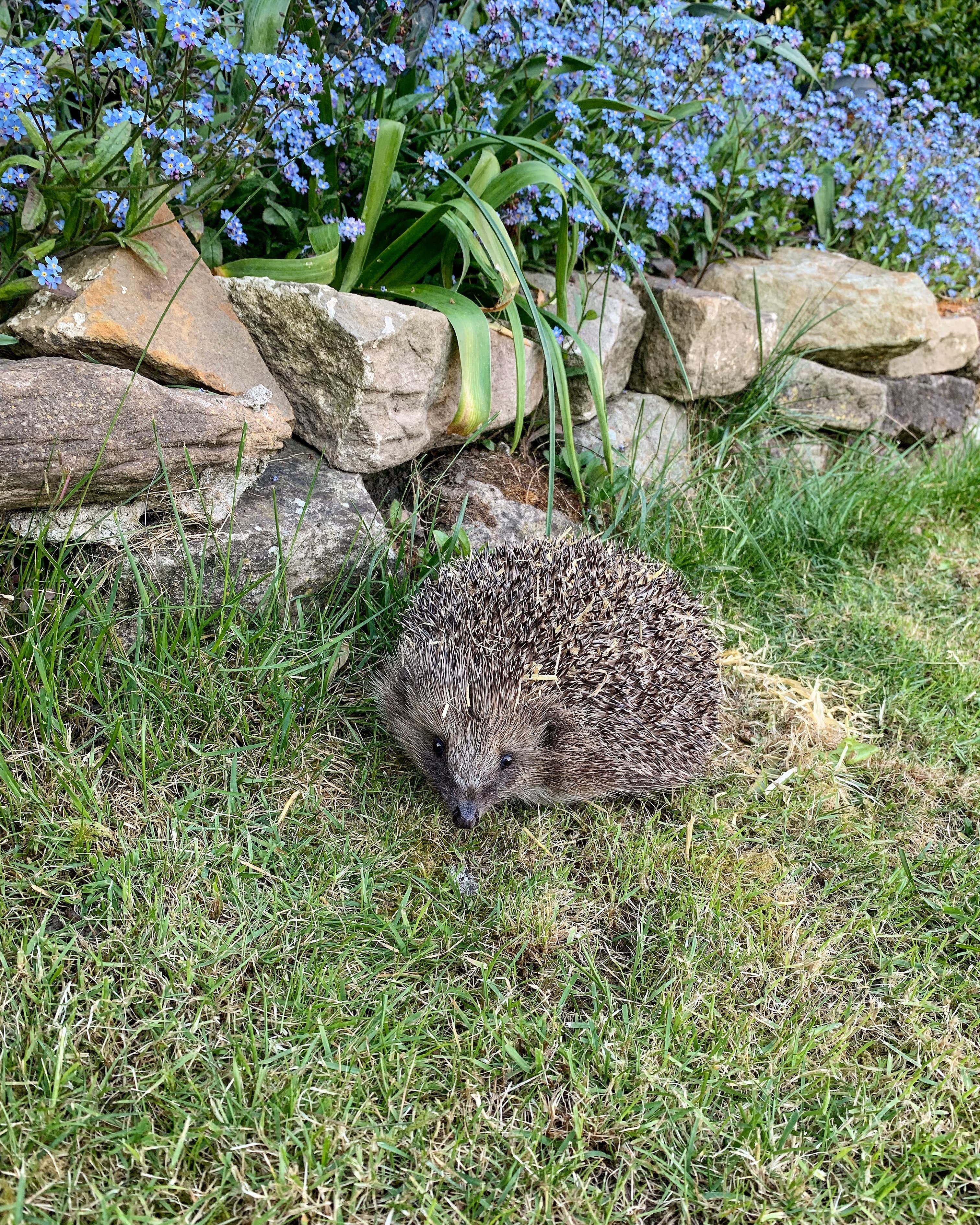 Help County Durham’s Hedgehog Hotel Save Our Spiky Friends