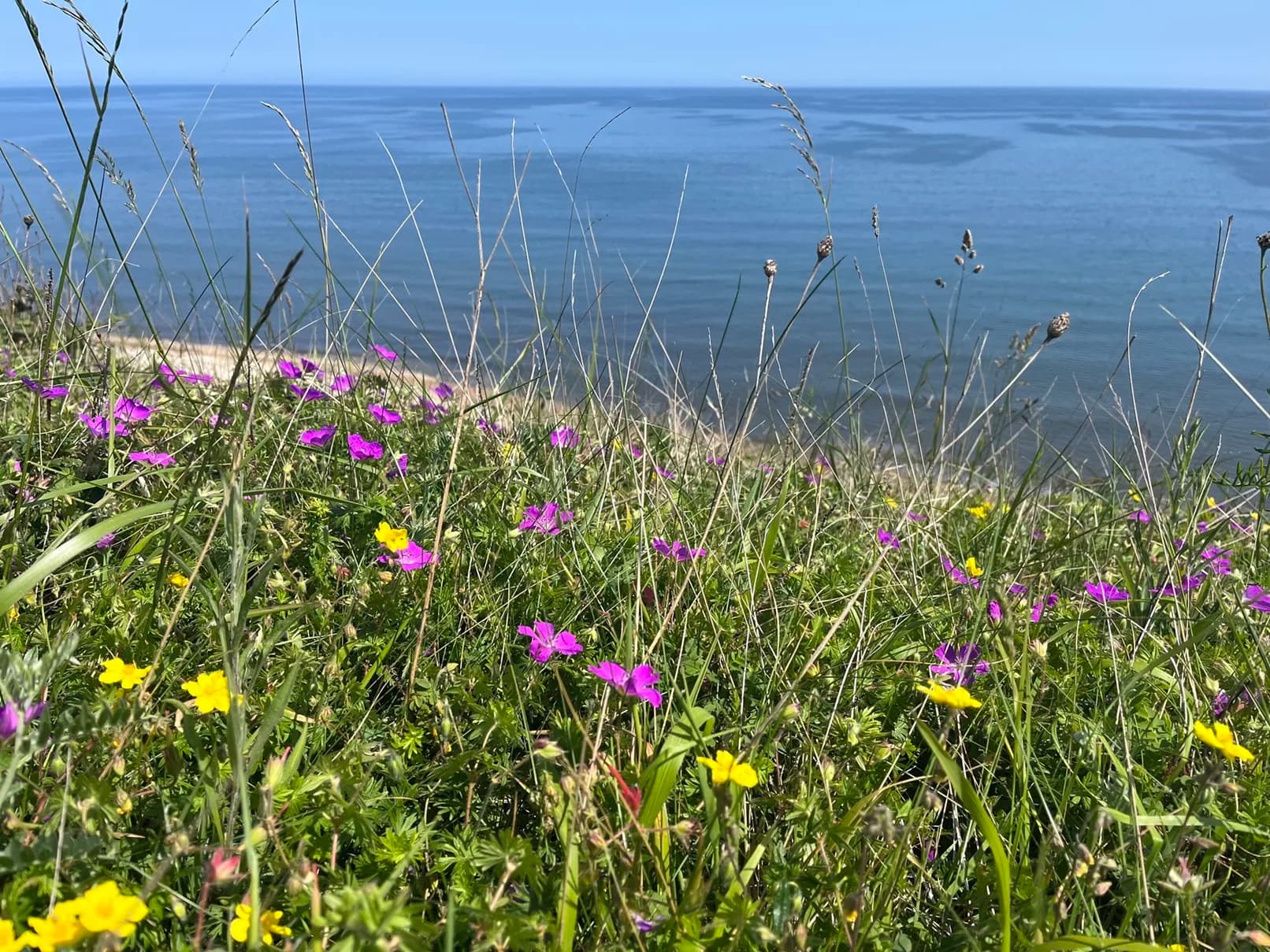 £1 Million Project Restores Rare Coastal Grasslands Along Durham Heritage Coast