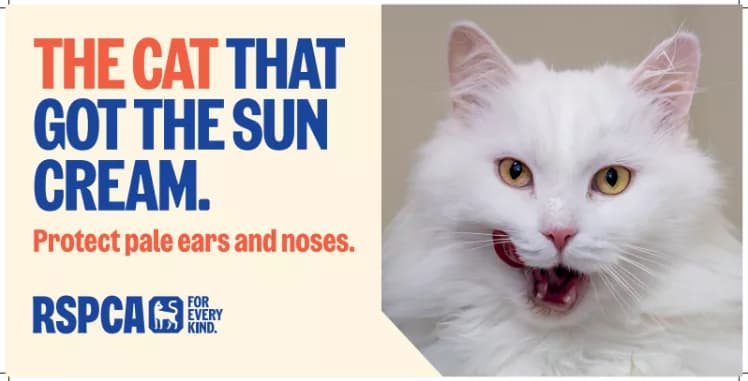 Protect Your Pets: Cats Can Get Sunburnt Too, Warns RSPCA