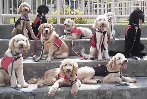 Pooches Aint What They Used To Be