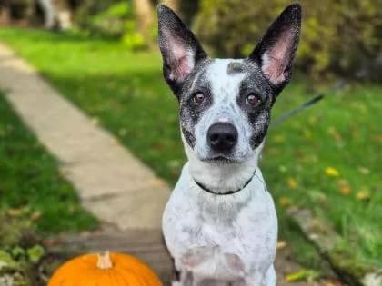 Still Waiting: Gina the Rescue Dog’s Heartfelt Search for a Forever Home