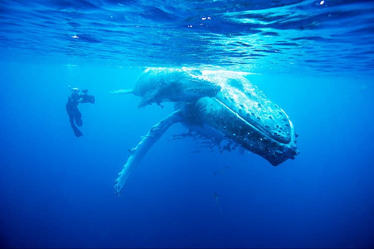 Olympic Rower & Daring Wildlife Filmmaker to Speak at Durham Festival