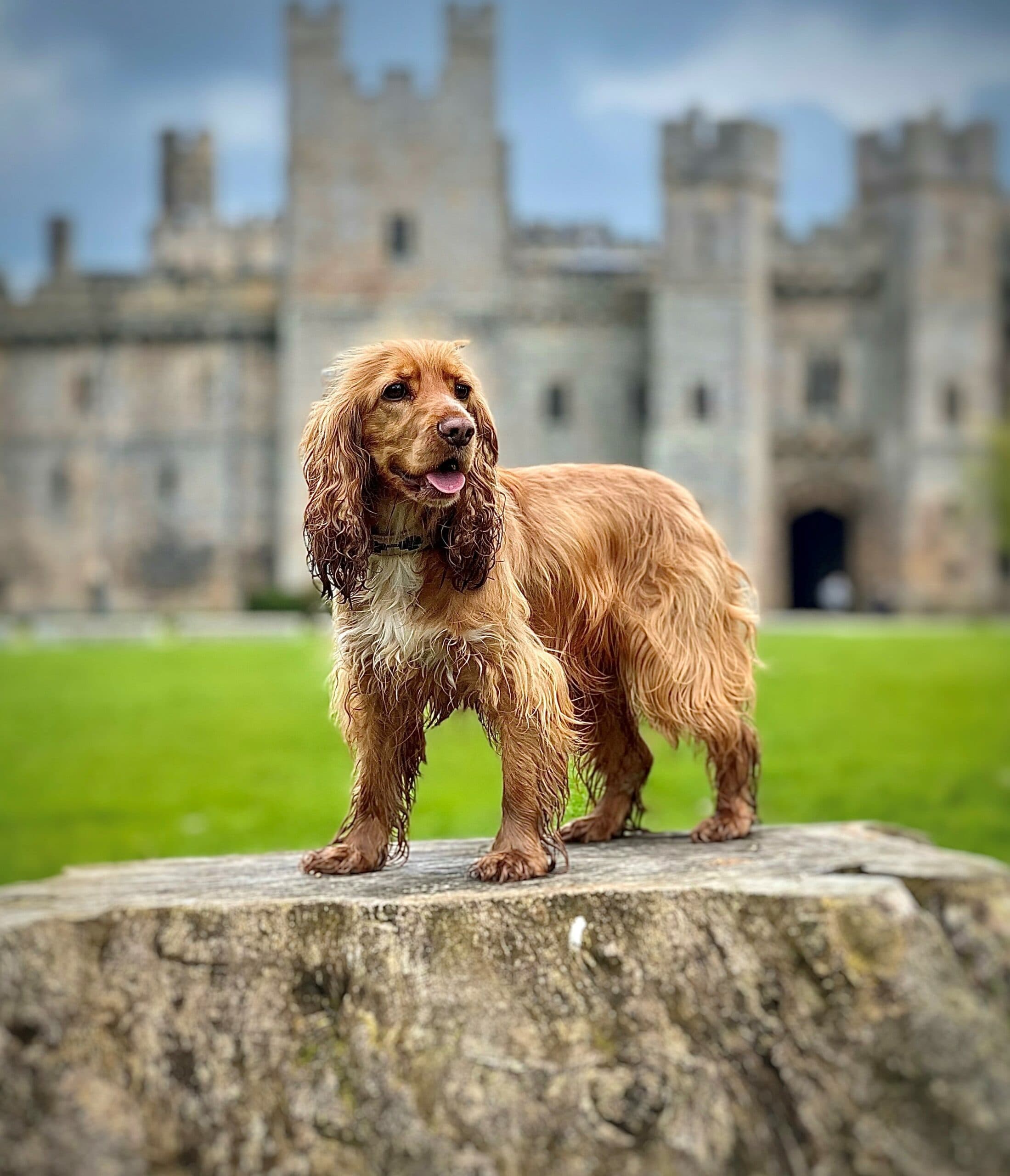 Paws for a Cause: Join the Great British Dog Walk at Raby Castle