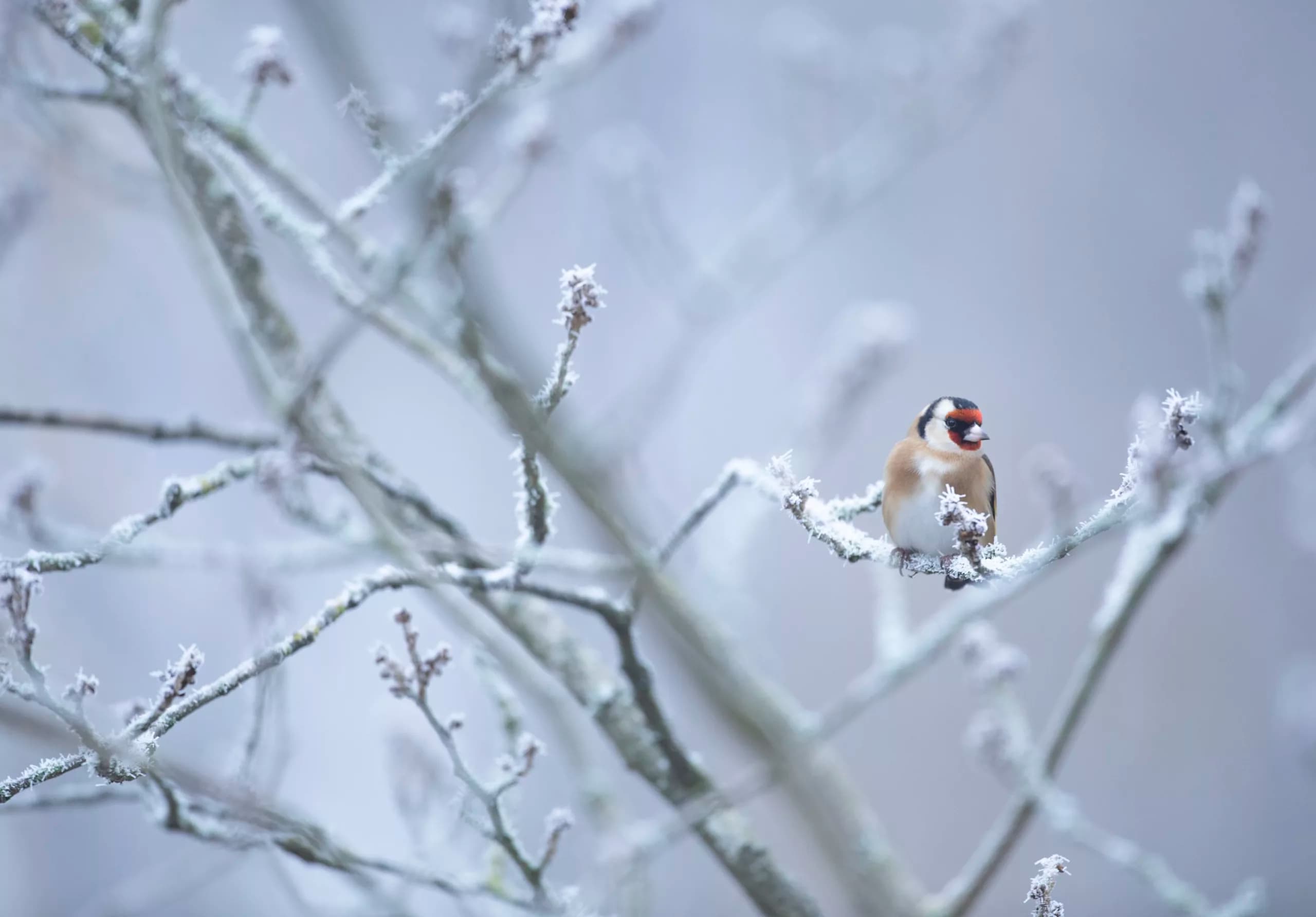 Helping Nature Thrive: Barratt Homes & RSPB Share Winter Wildlife Tips