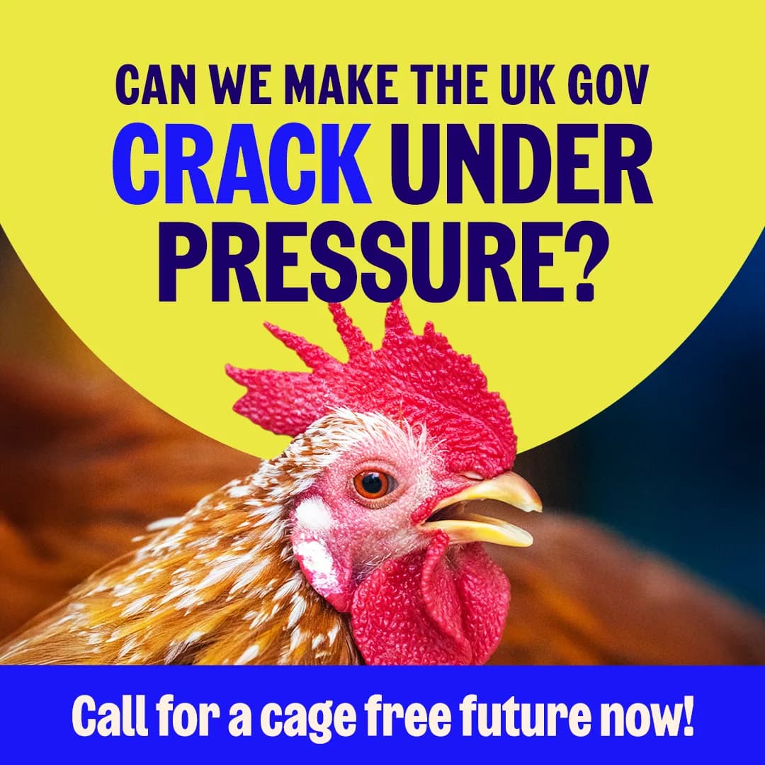 RSPCA Calls for Public Support to Ban Cages for Hens in the UK