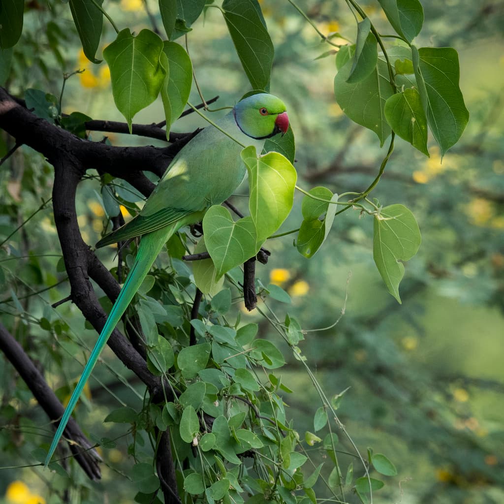 Parrots and Poisonous Spiders in the UK? Durham Researchers Map Invasive Species
