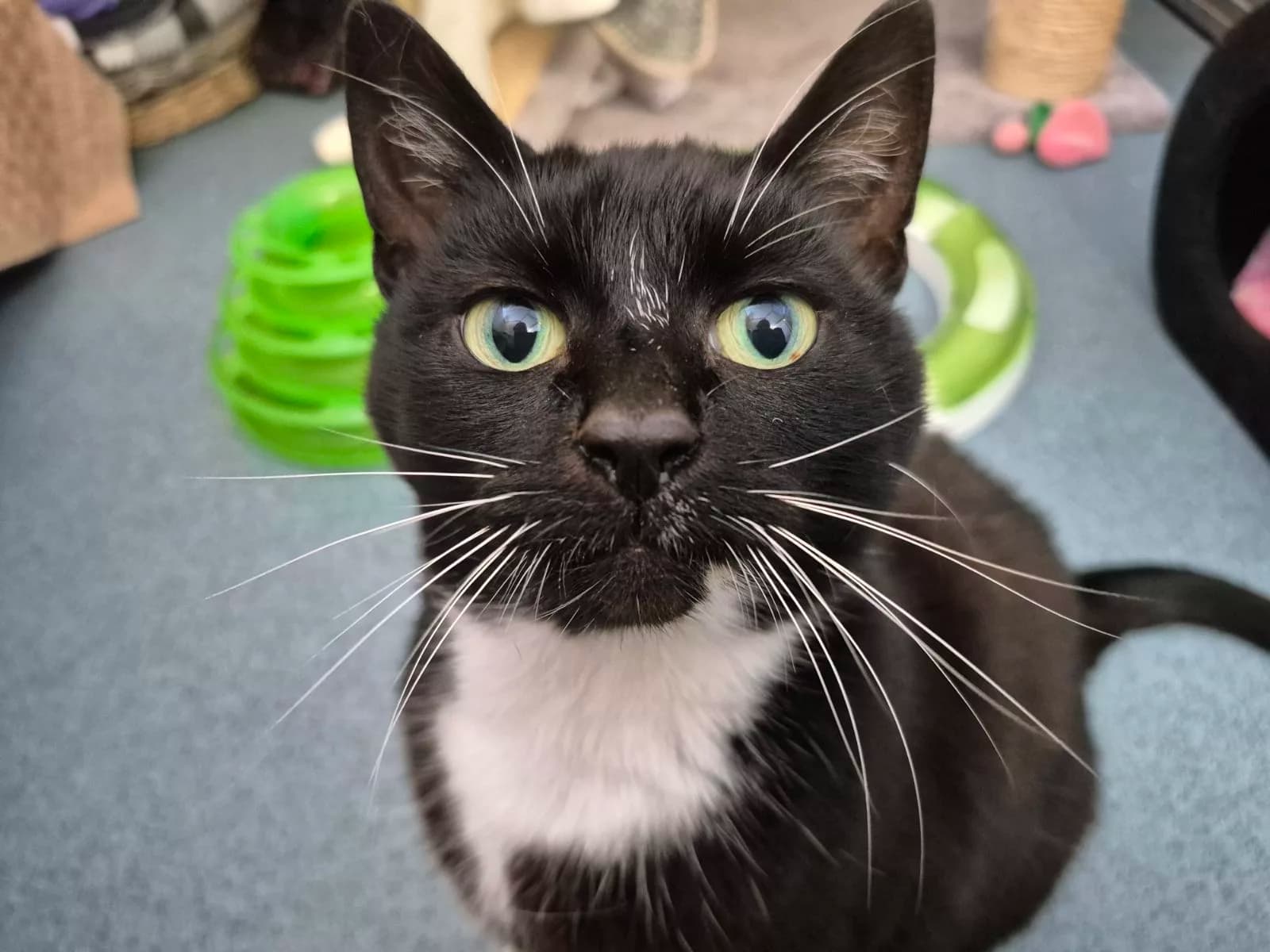 Could You Be the One? RSPCA Launches Adoptober Drive for Cats in Need