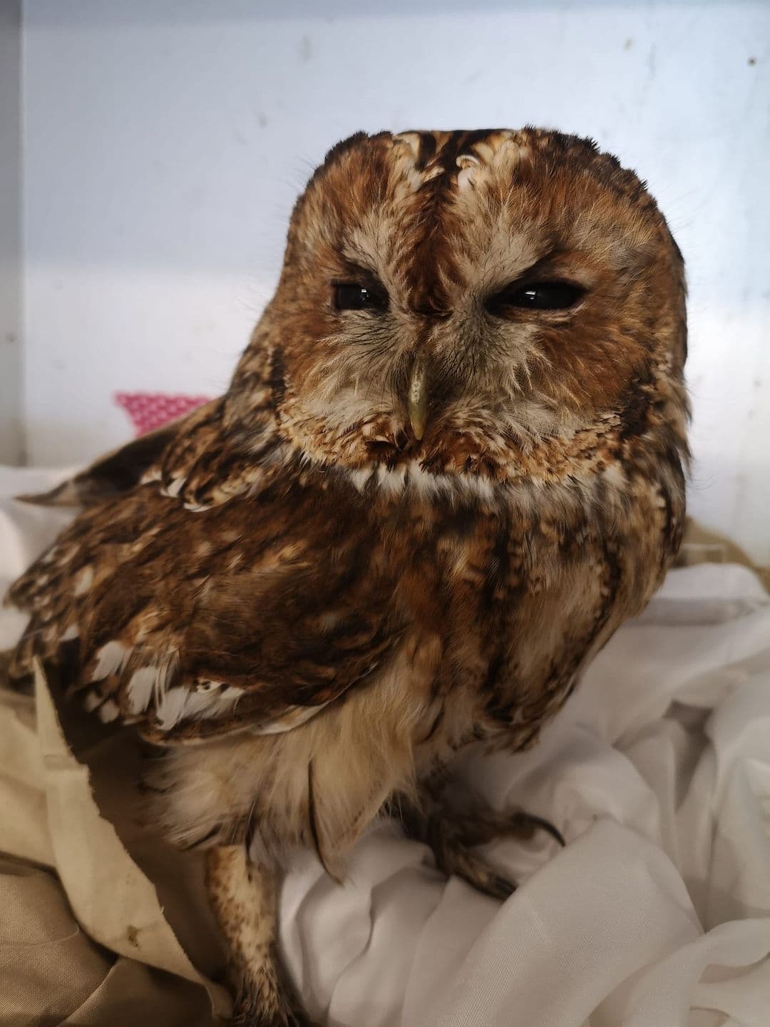 Whitby Wildlife Sanctuary Positively Reflects On The Year 2020