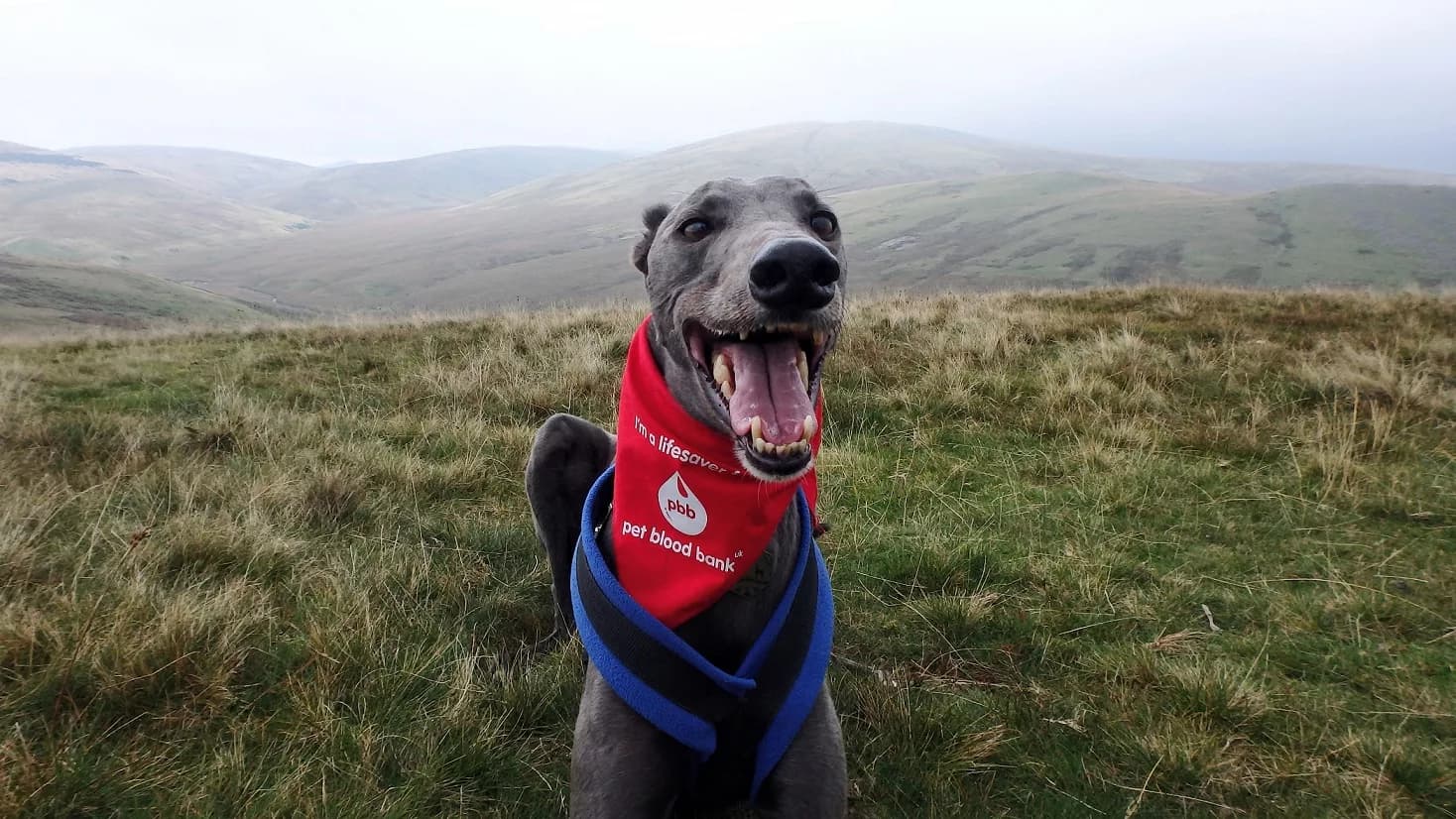Could Your Dog Be a Lifesaver? Blood Donors Needed in Bradbury
