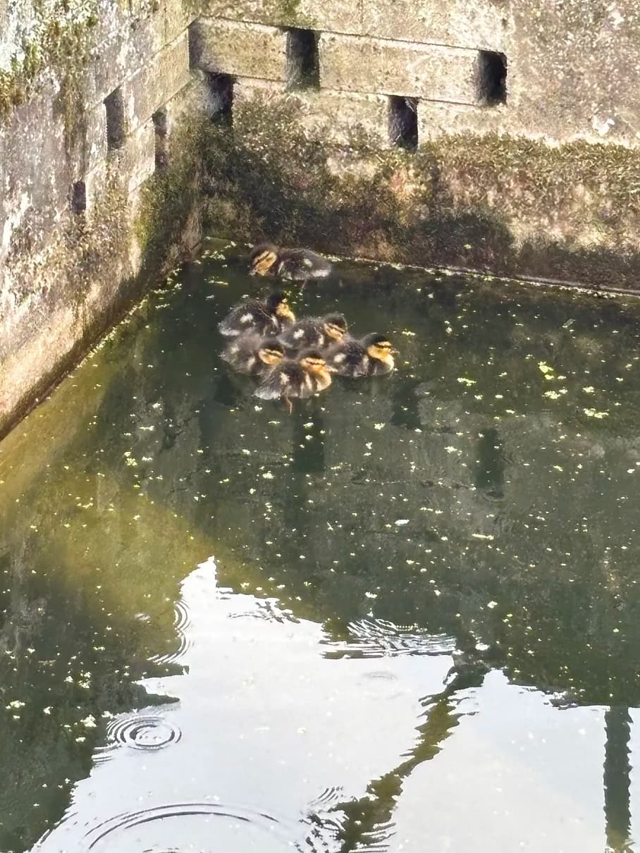 RSPCA Officer Saves Trapped Ducklings from Sewage Plant