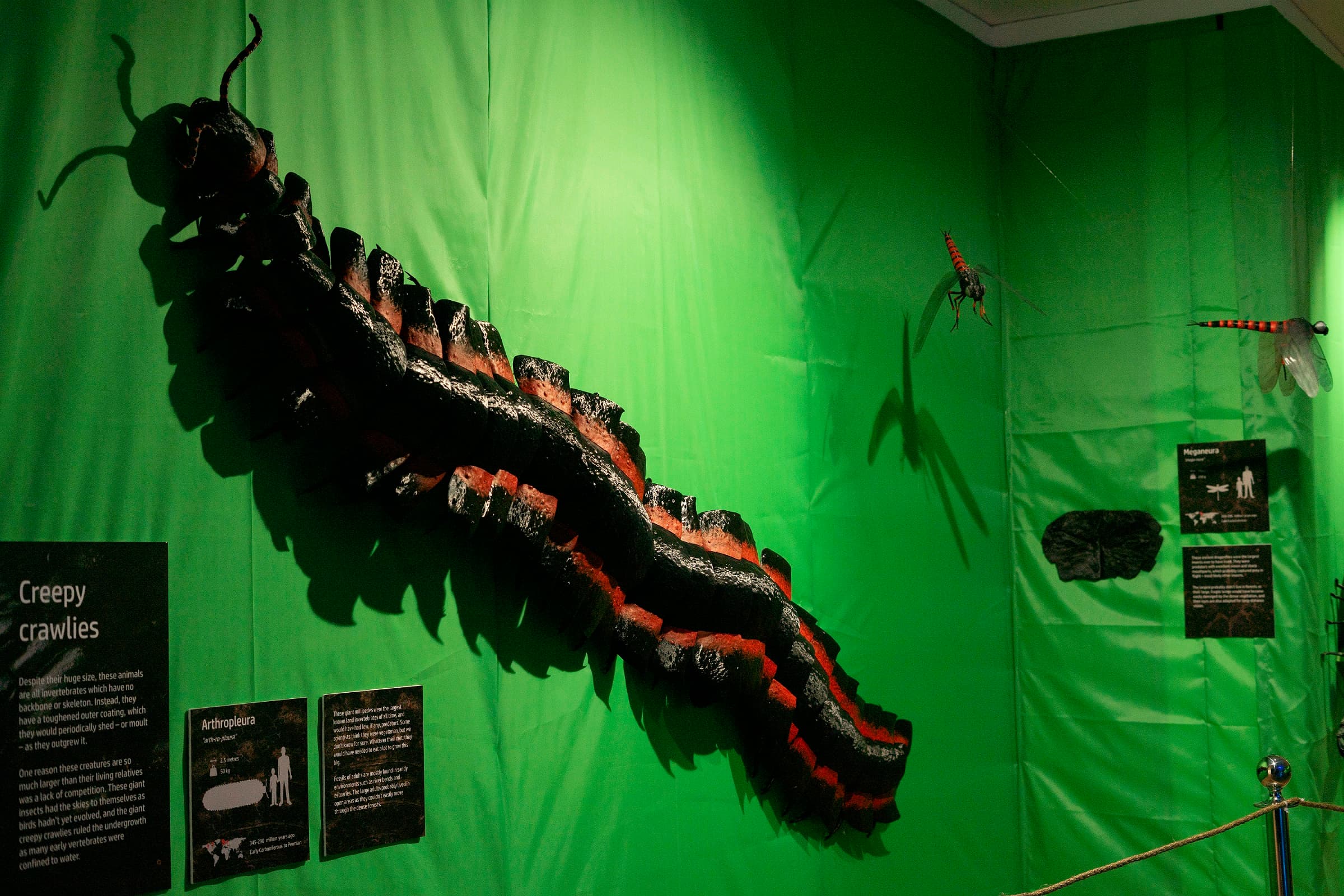 Explore Prehistoric Giants at Bishop Auckland Town Hall’s New Exhibitions