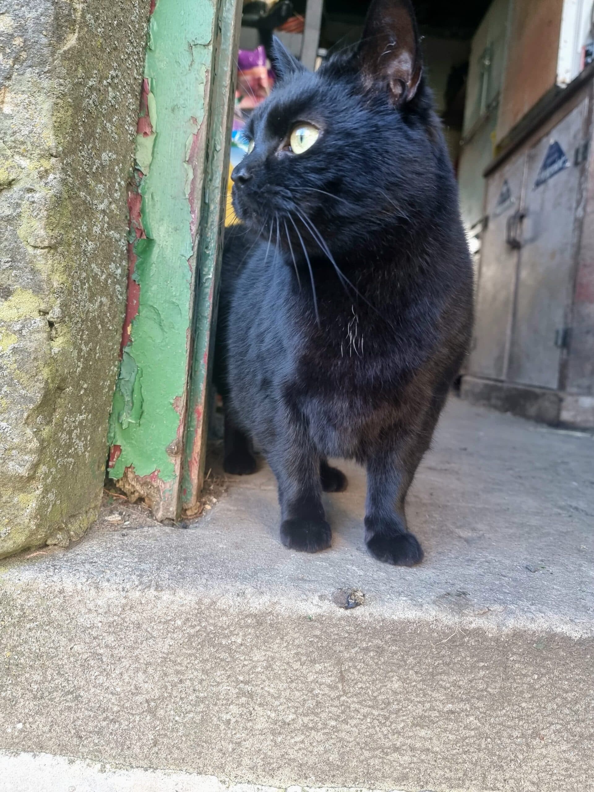 Farm Cats in Need: Could Your Outdoor Space Be Their New Home?