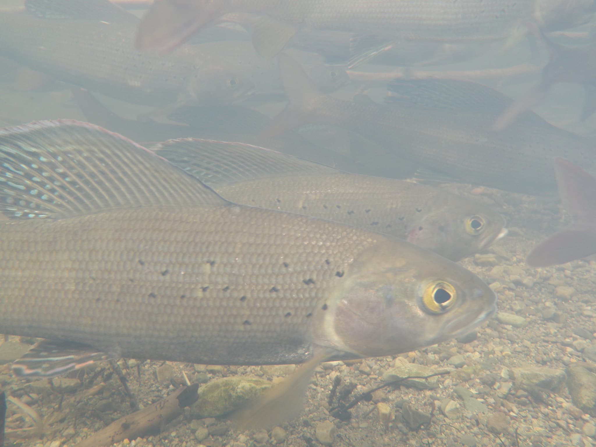 Huge Numbers of Fish Released into North East Rivers