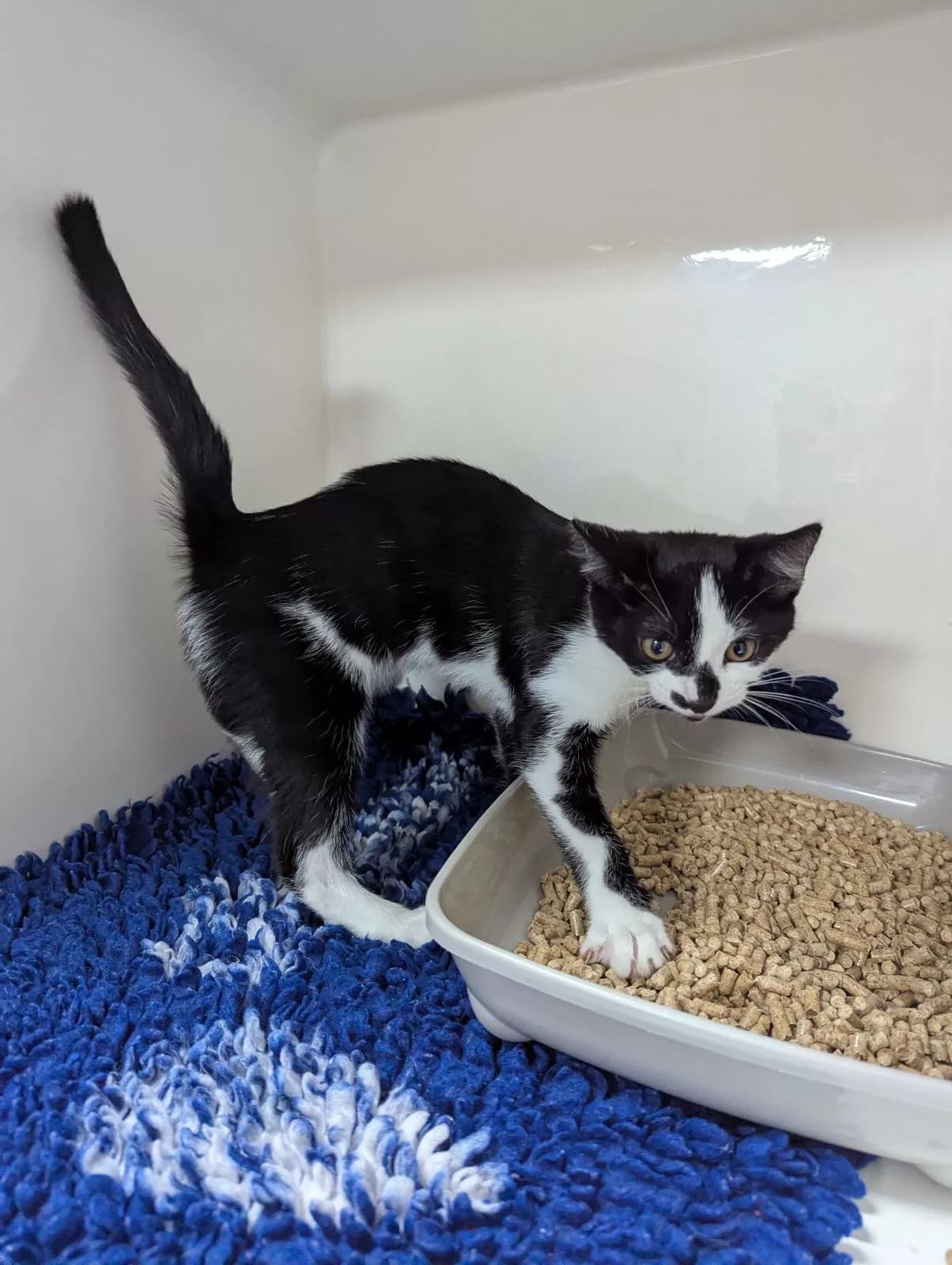 Kittens Rescued from Wheelie Bin in Darlington: RSPCA Appeals for Information
