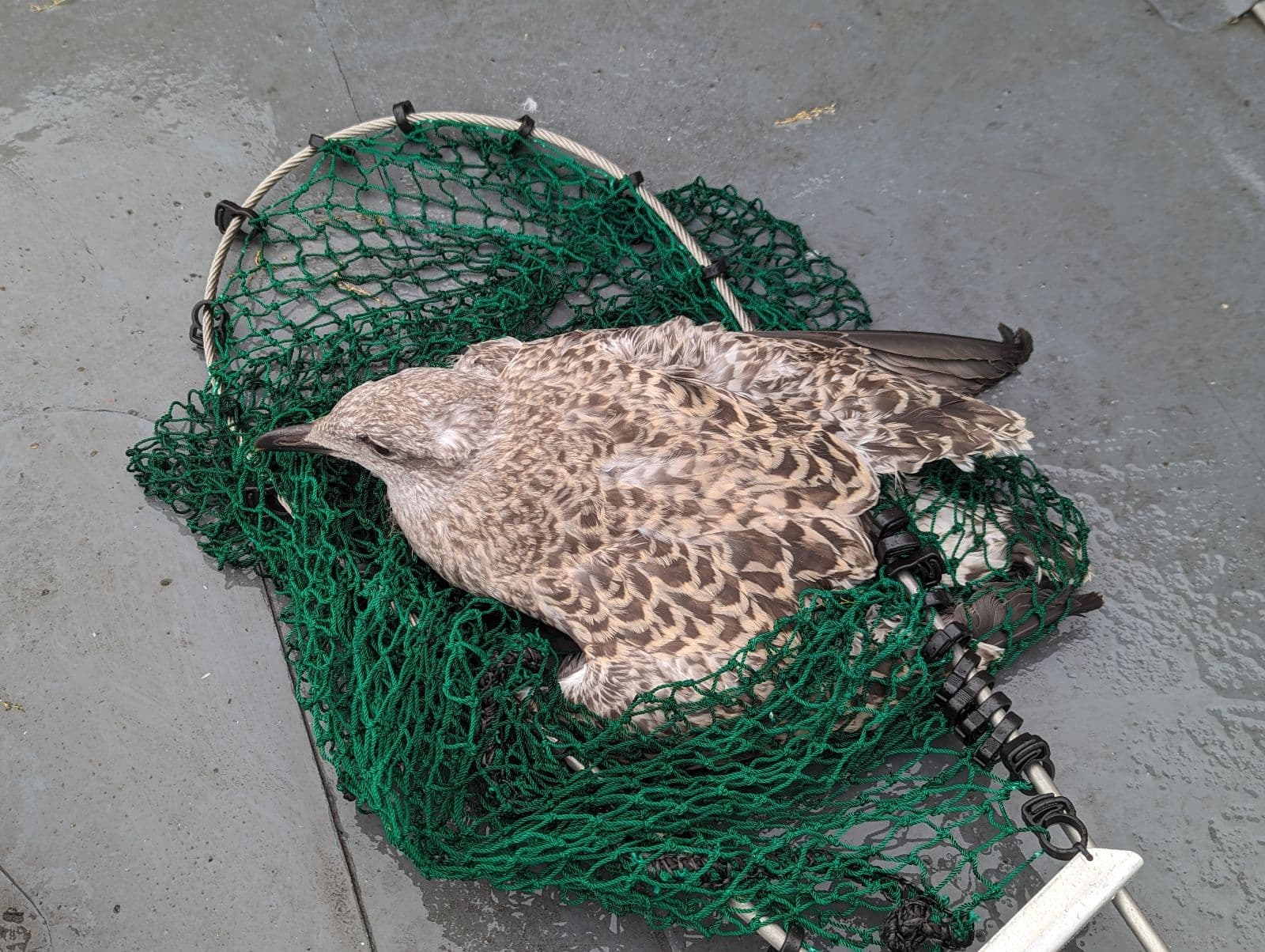 RSPCA Heroic Rescue: Reuniting Stranded Gull with its Mother