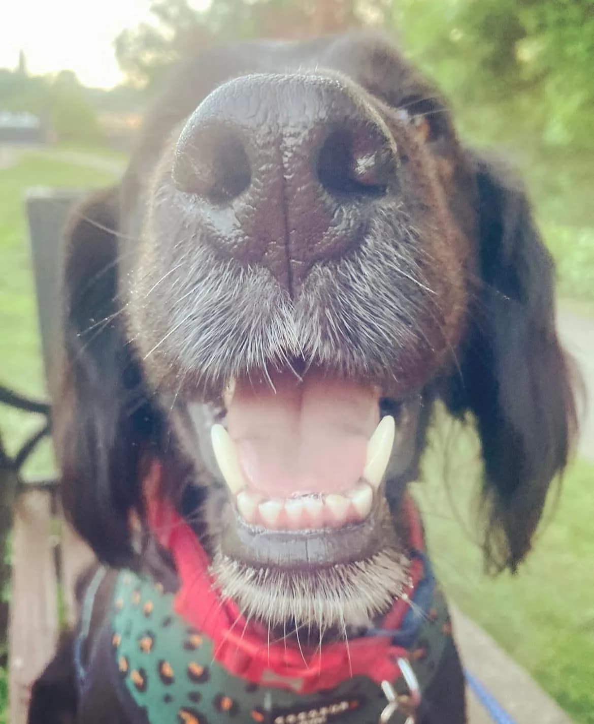 10 Fascinating Facts About Your Dog’s Nose – And Why Sniffing Matters