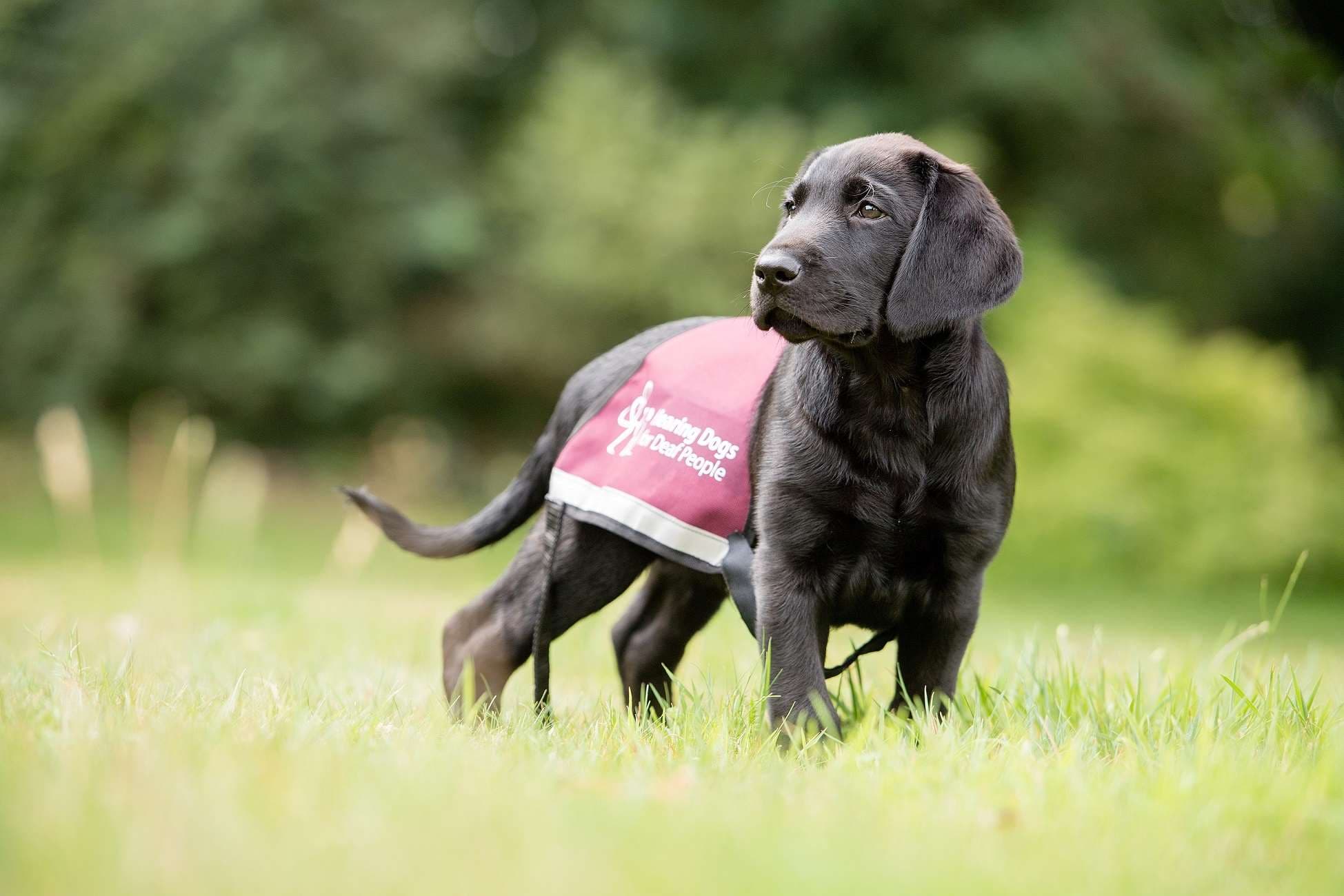 Enjoy a New Year’s Day Charity Walk and Support Hearing Dogs for Deaf People