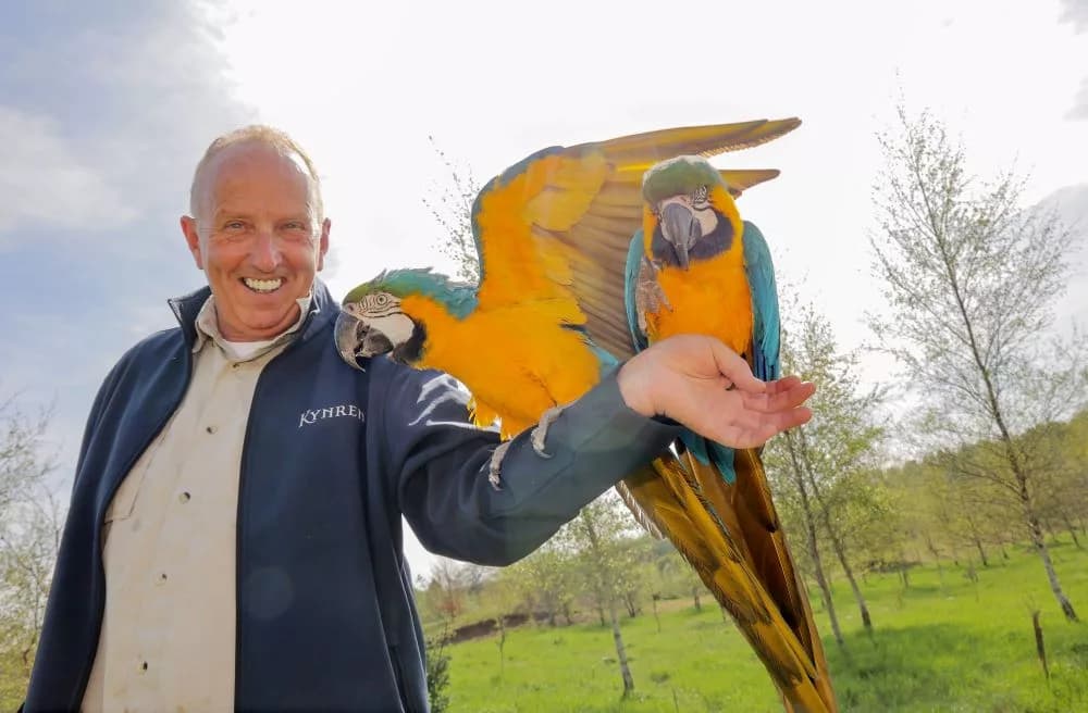 The Lost Feather Takes Flight: Kynren’s New Bird Show Set to Inspire in 2026