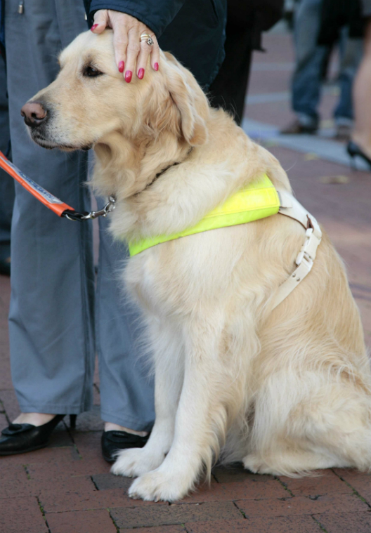 A sitting Guide Dog - now-here-this.timeout.com